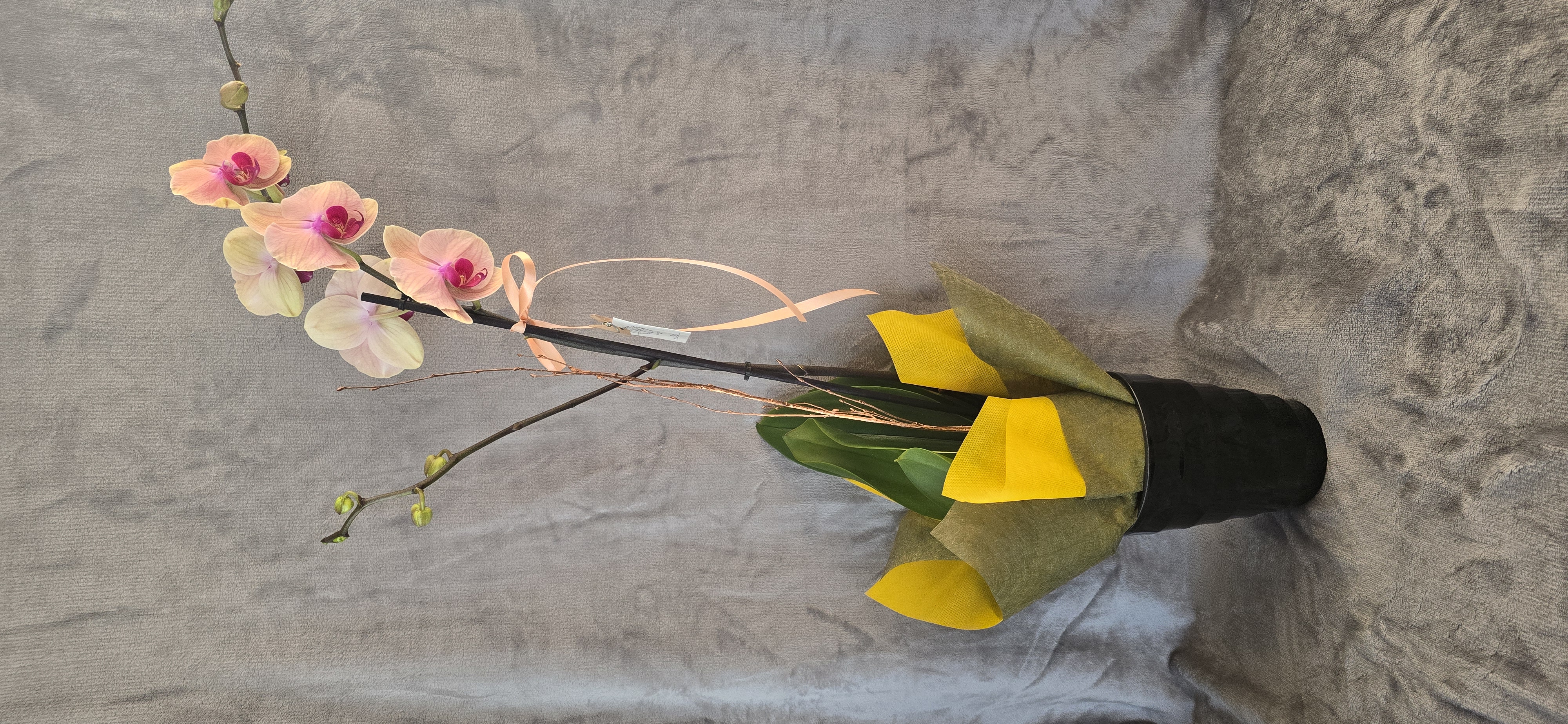 Phalenopsis Orchid With Phalenopsis Orchid One Stem Random Color