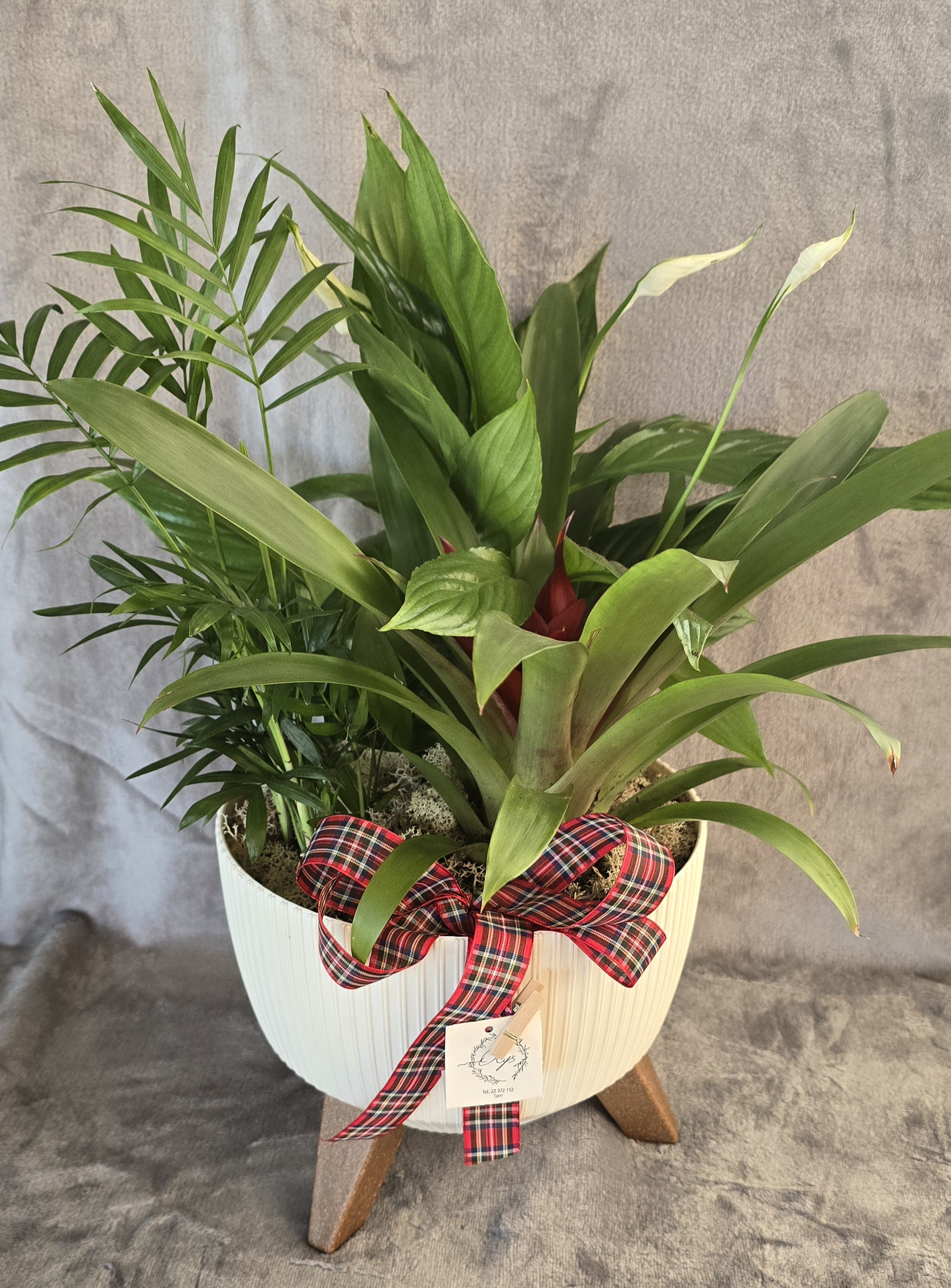 Plant Arrangement Deco Pot With Mixed Plants Arrangement