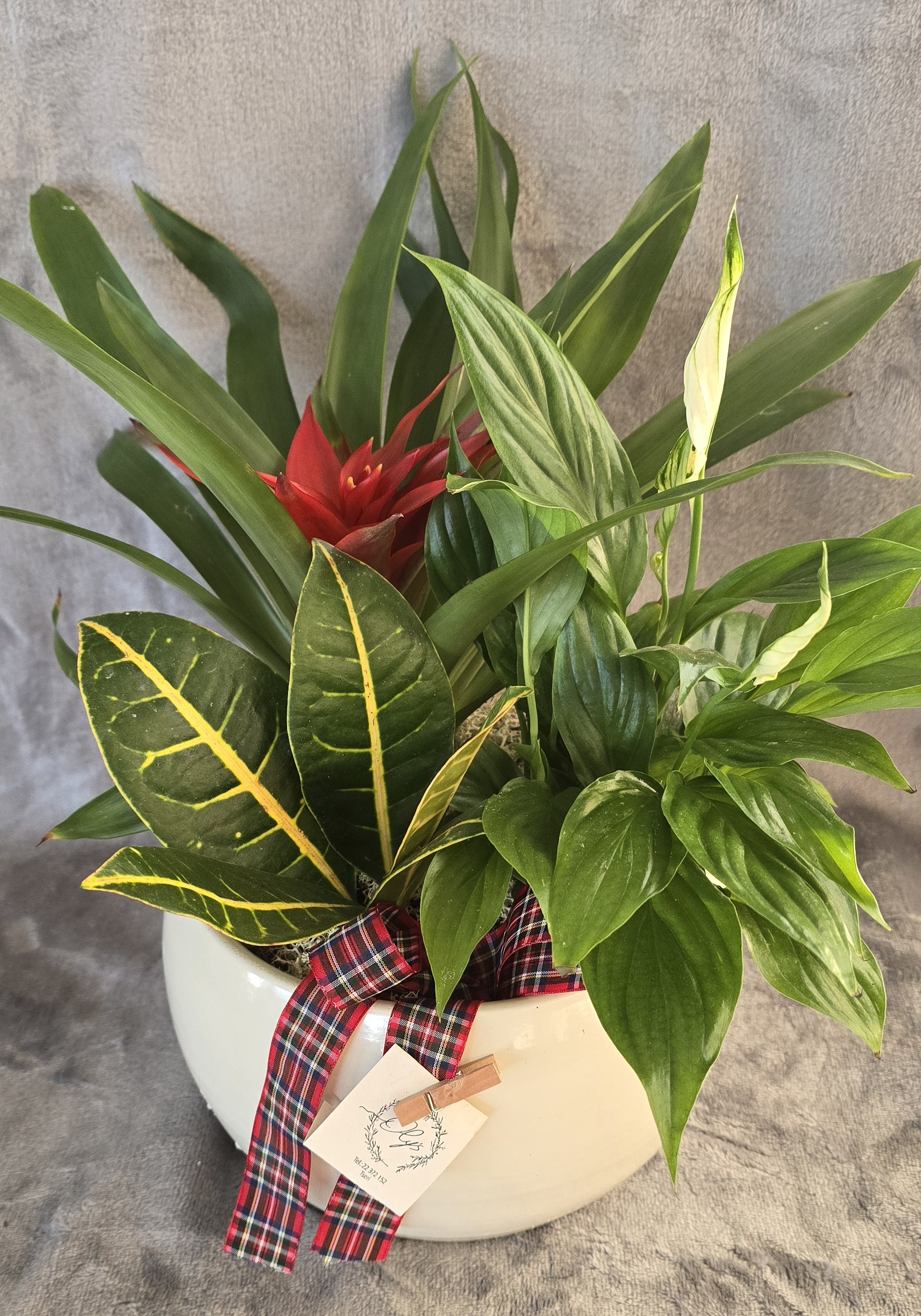 Plant Arrangement Deco Pot With Mixed Plants Arrangement