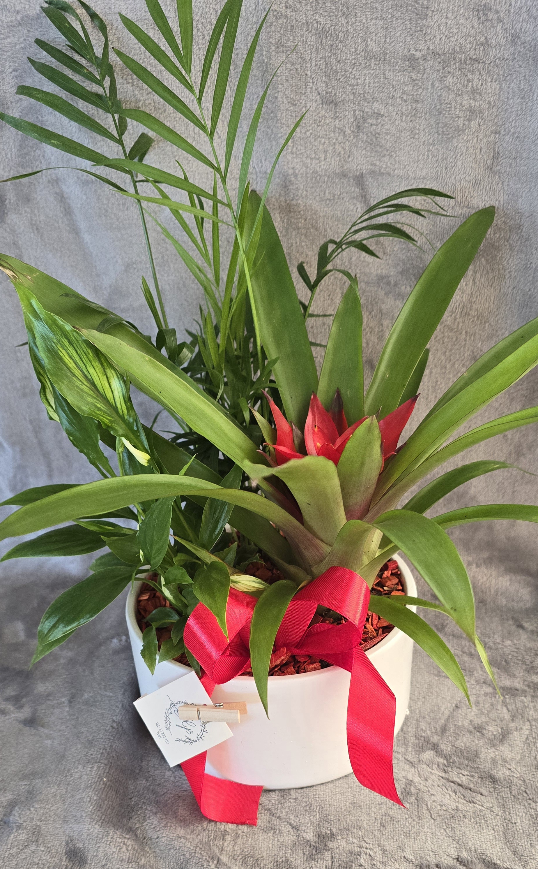 Plant Arrangement Deco Pot With Mixed Plants Arrangement