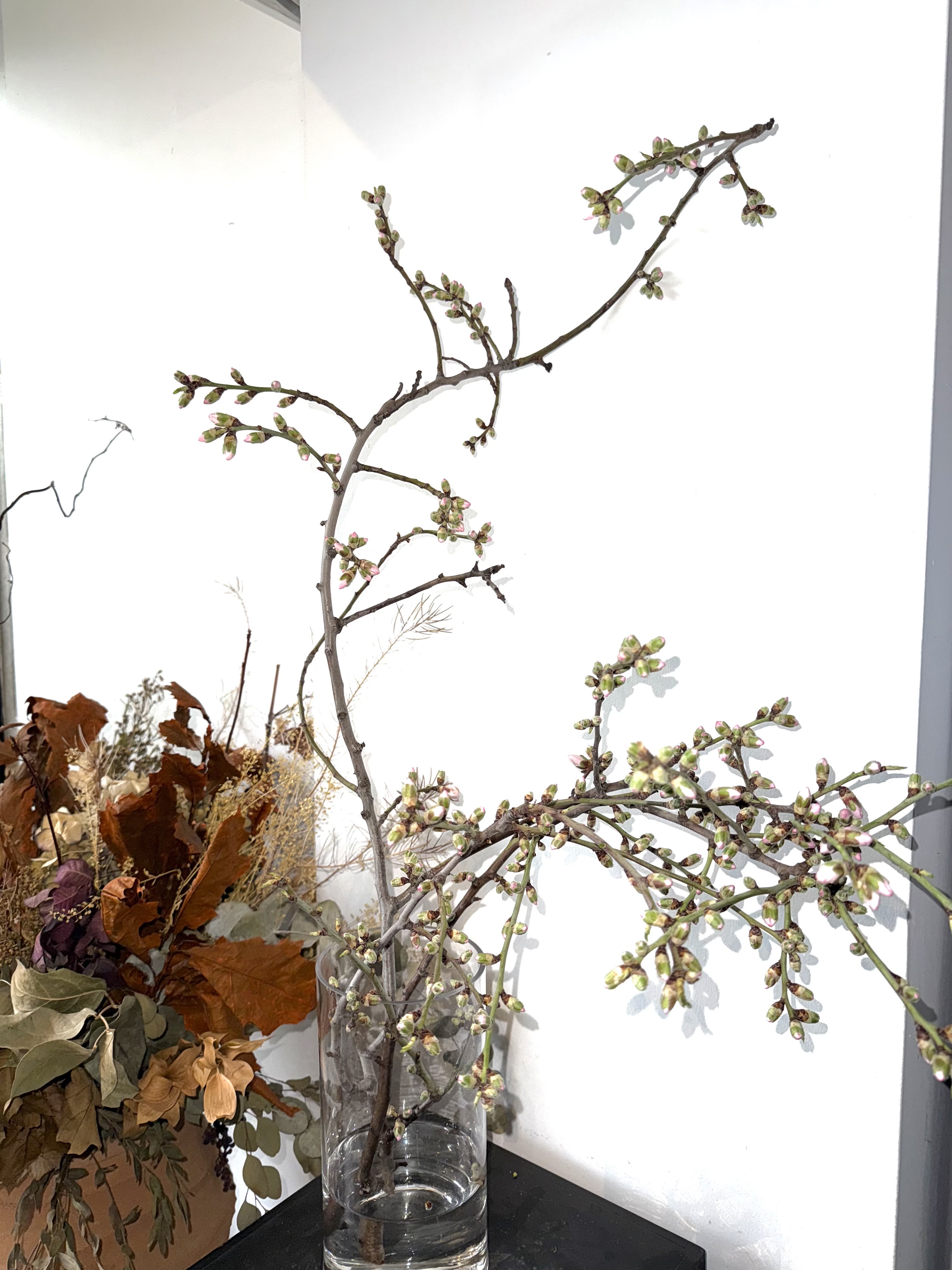 Almond blossom branch