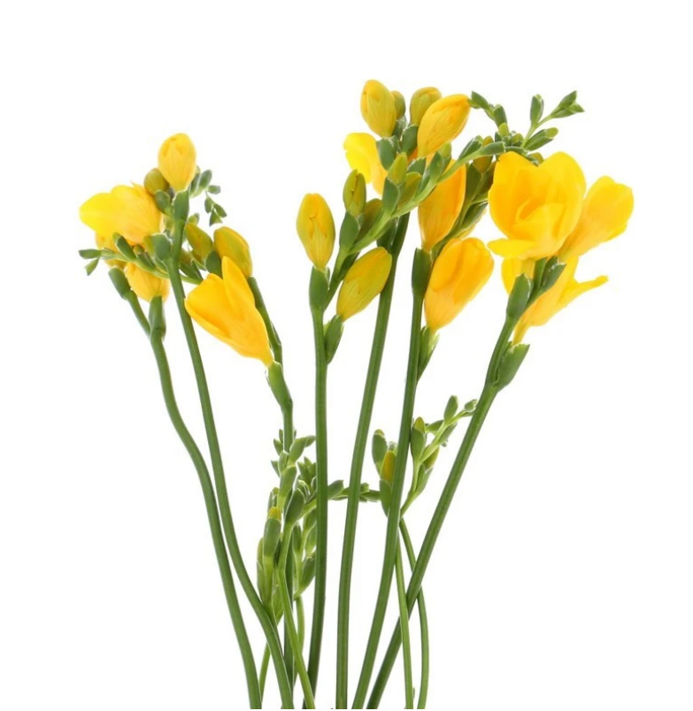 Freesia yellow