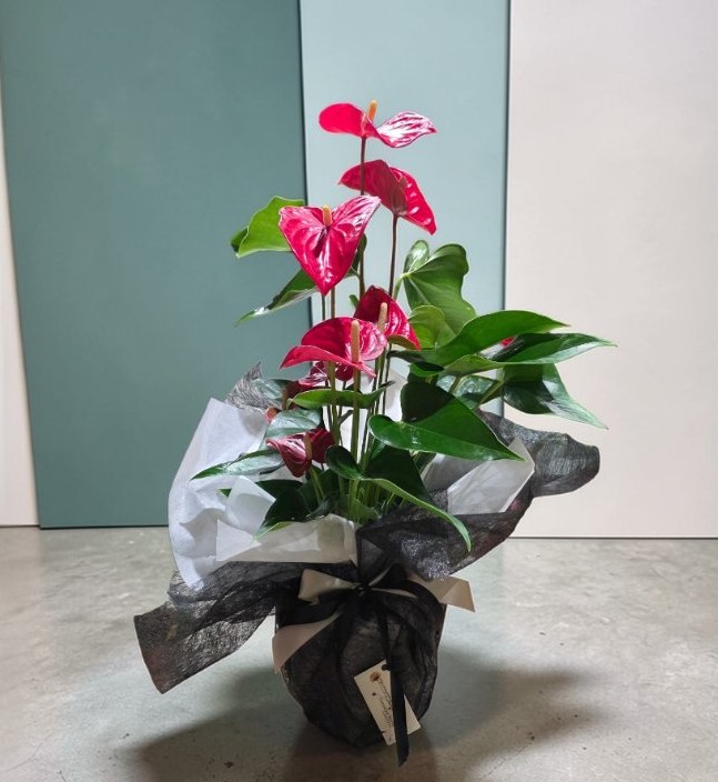 Wrapped Anthurium 19