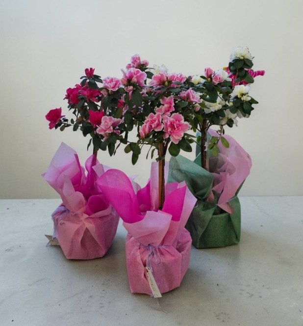 Wrapped Rhododendron Stem