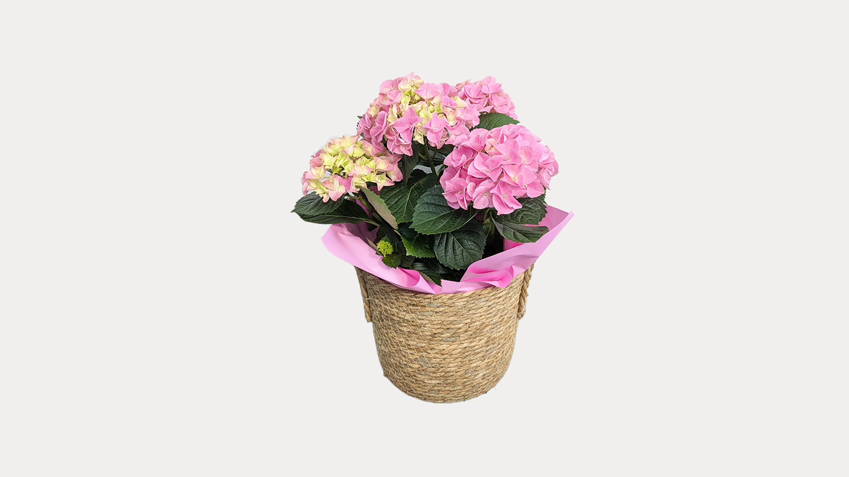 Pink Hydrangea With Basket