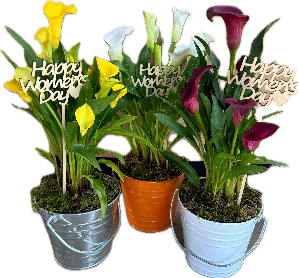 Calla lily plant in zinc pot and wooden stick white