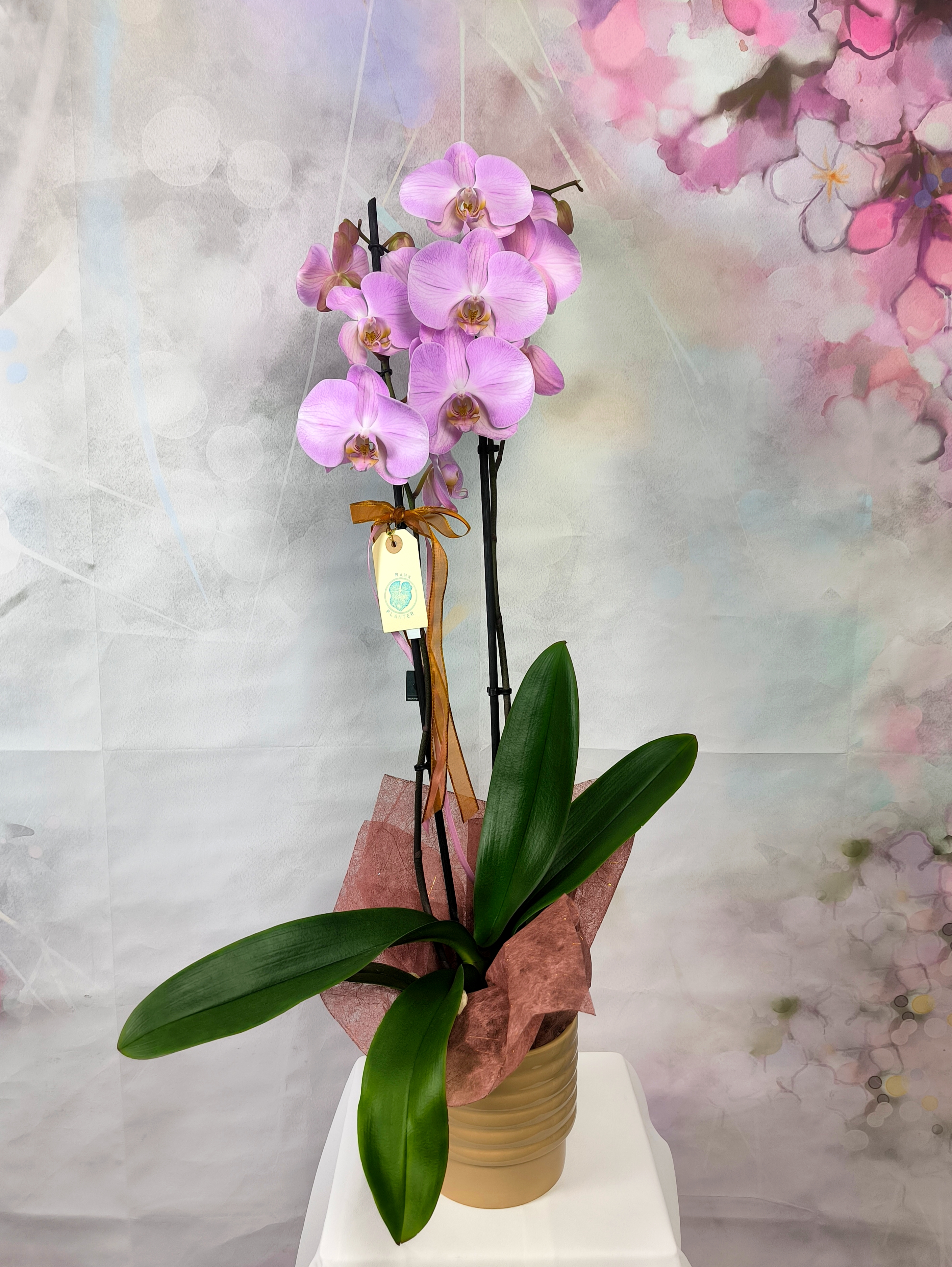 ‌Orchid Pink double stem