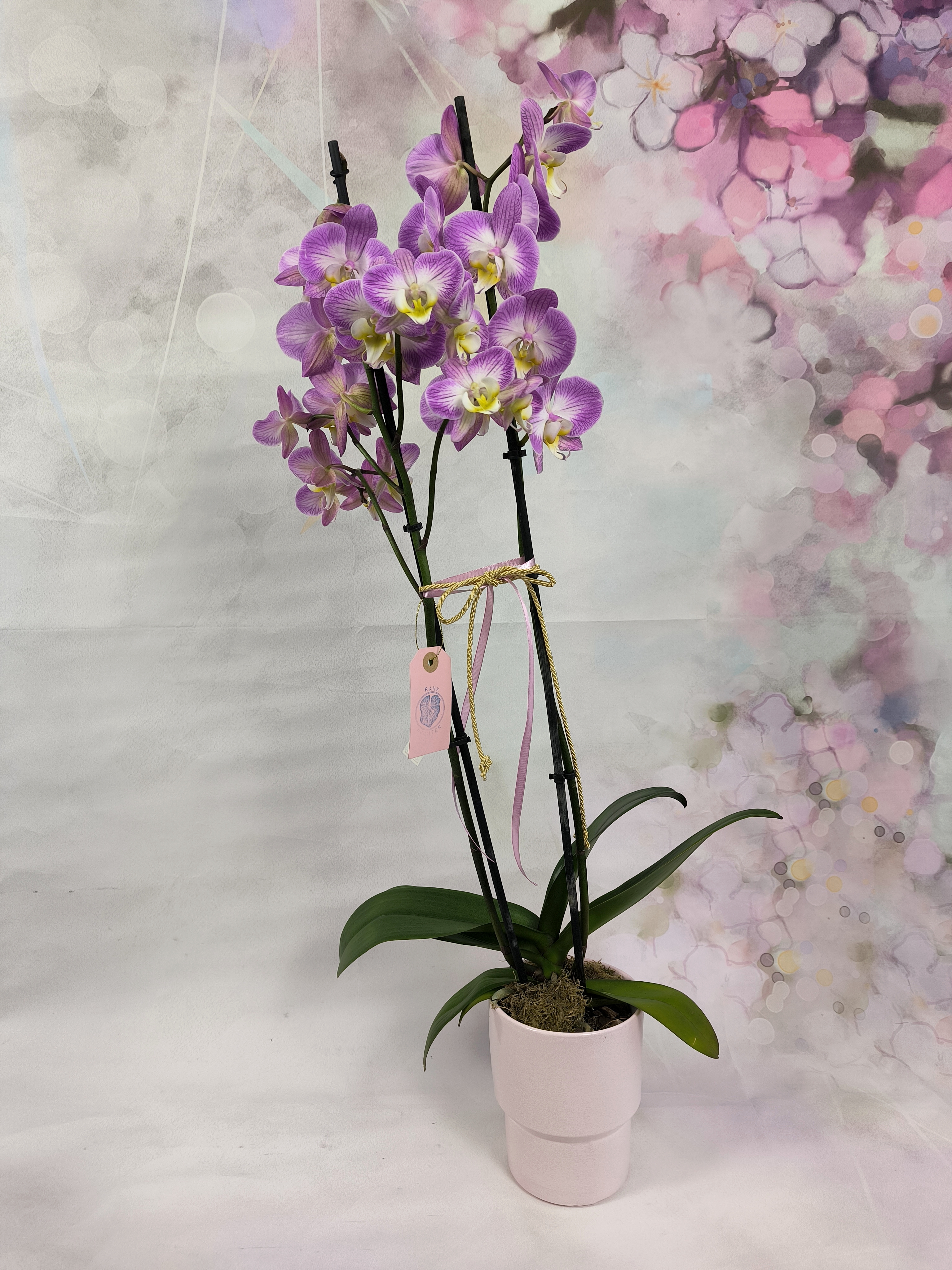 Orchid Fuxia double stem