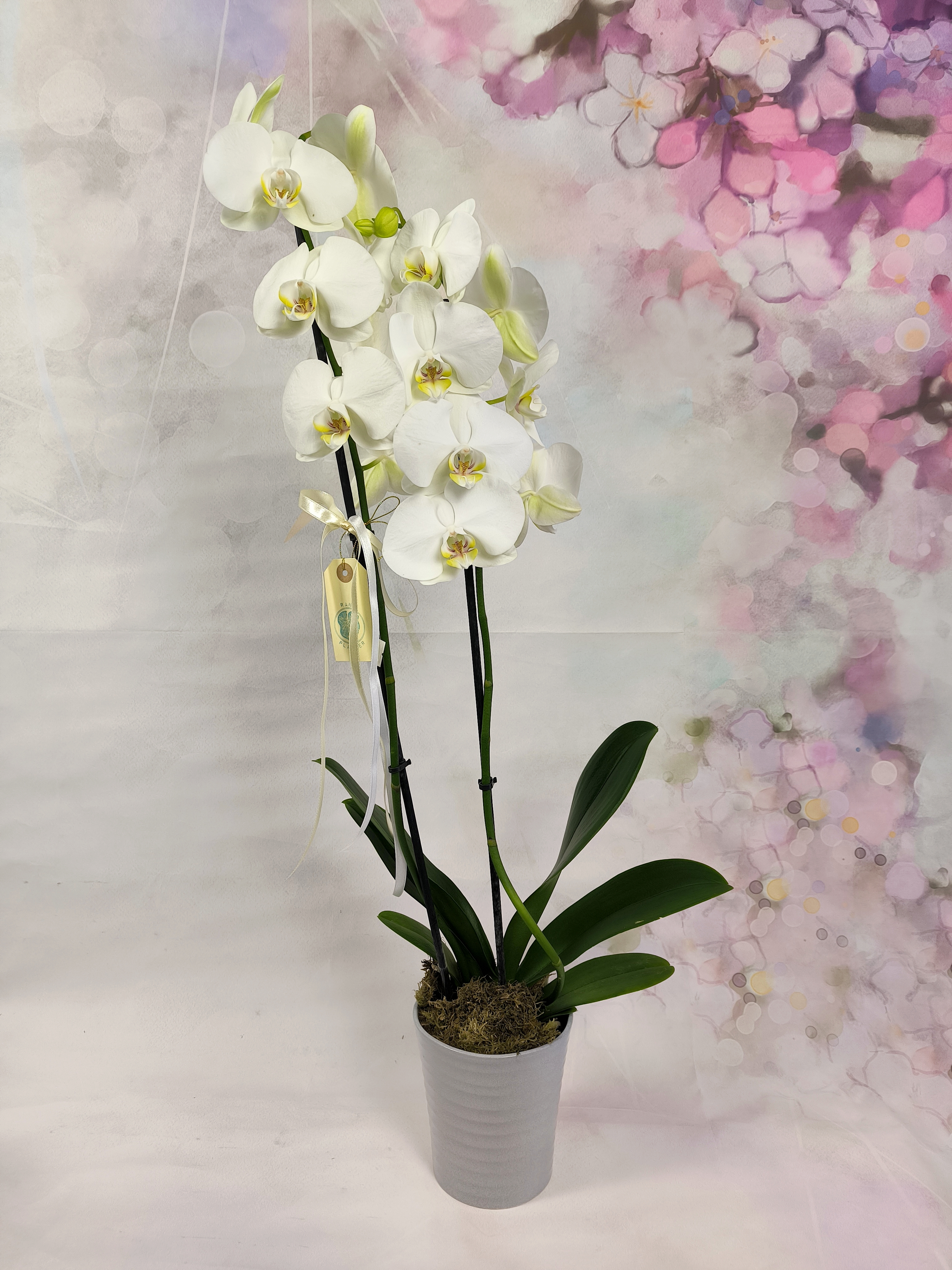 Orchid White double stem