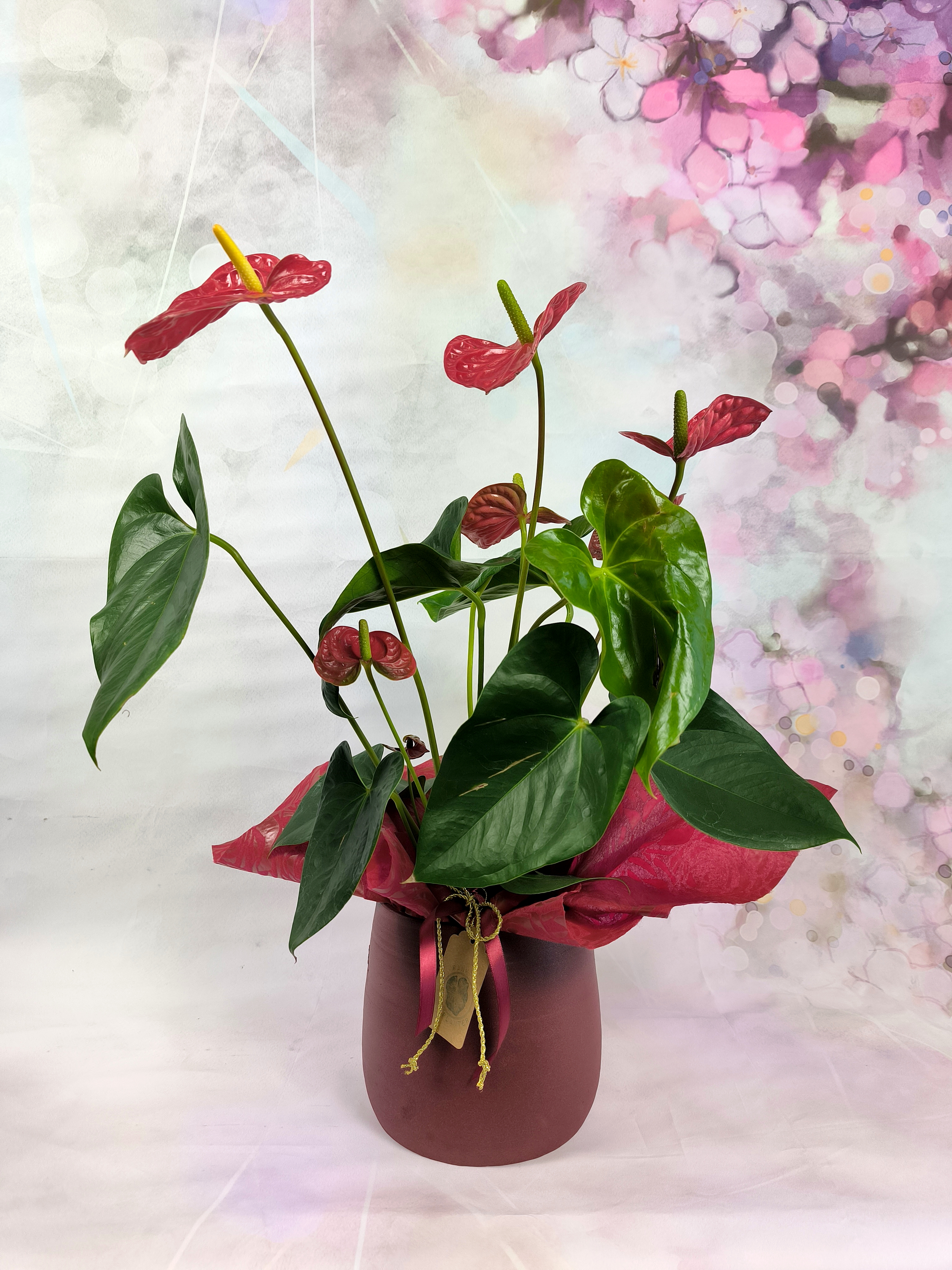 Anthurium Red