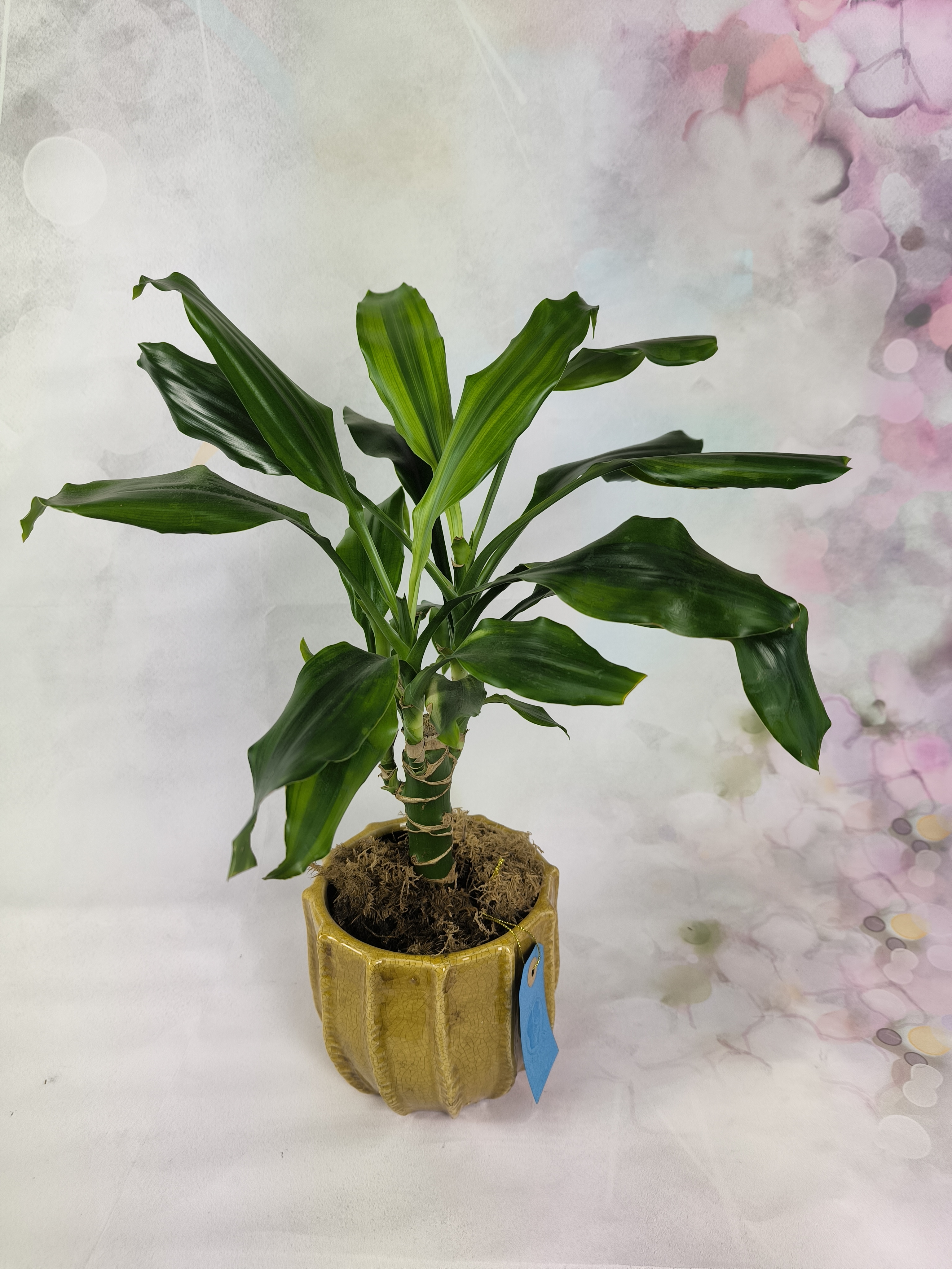 Dracaena plant