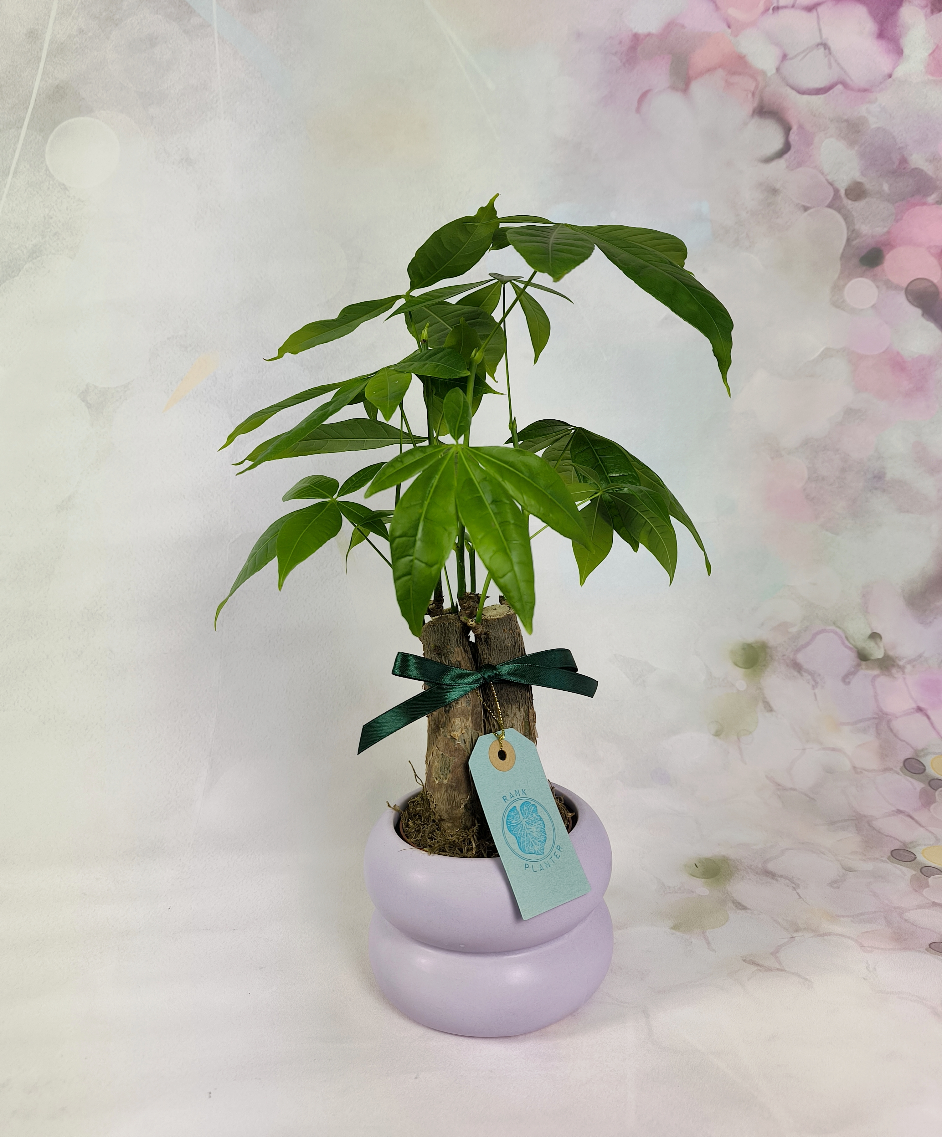 Pachira plant ( Money Tree ) Bonsai