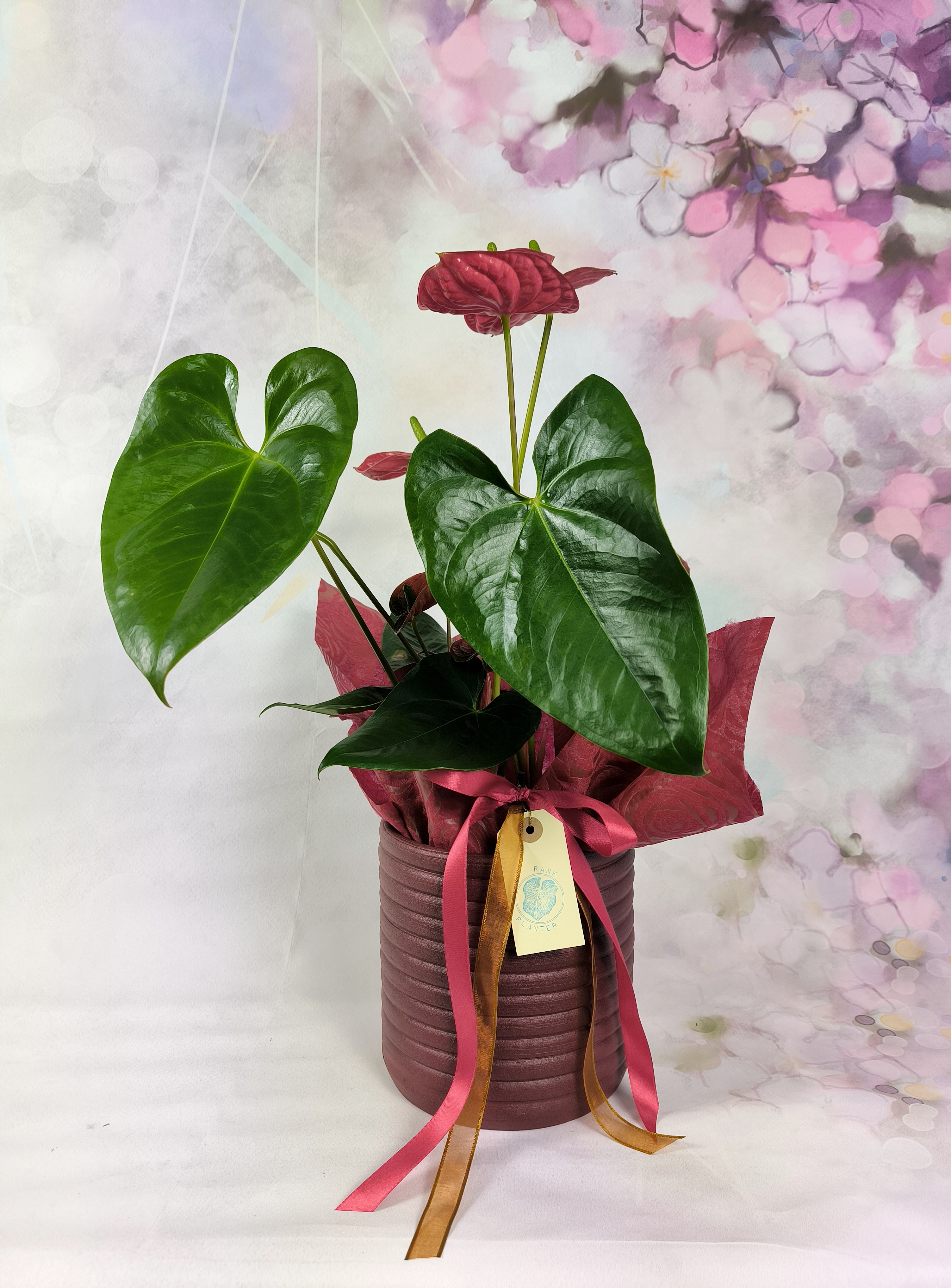 Anthurium Red