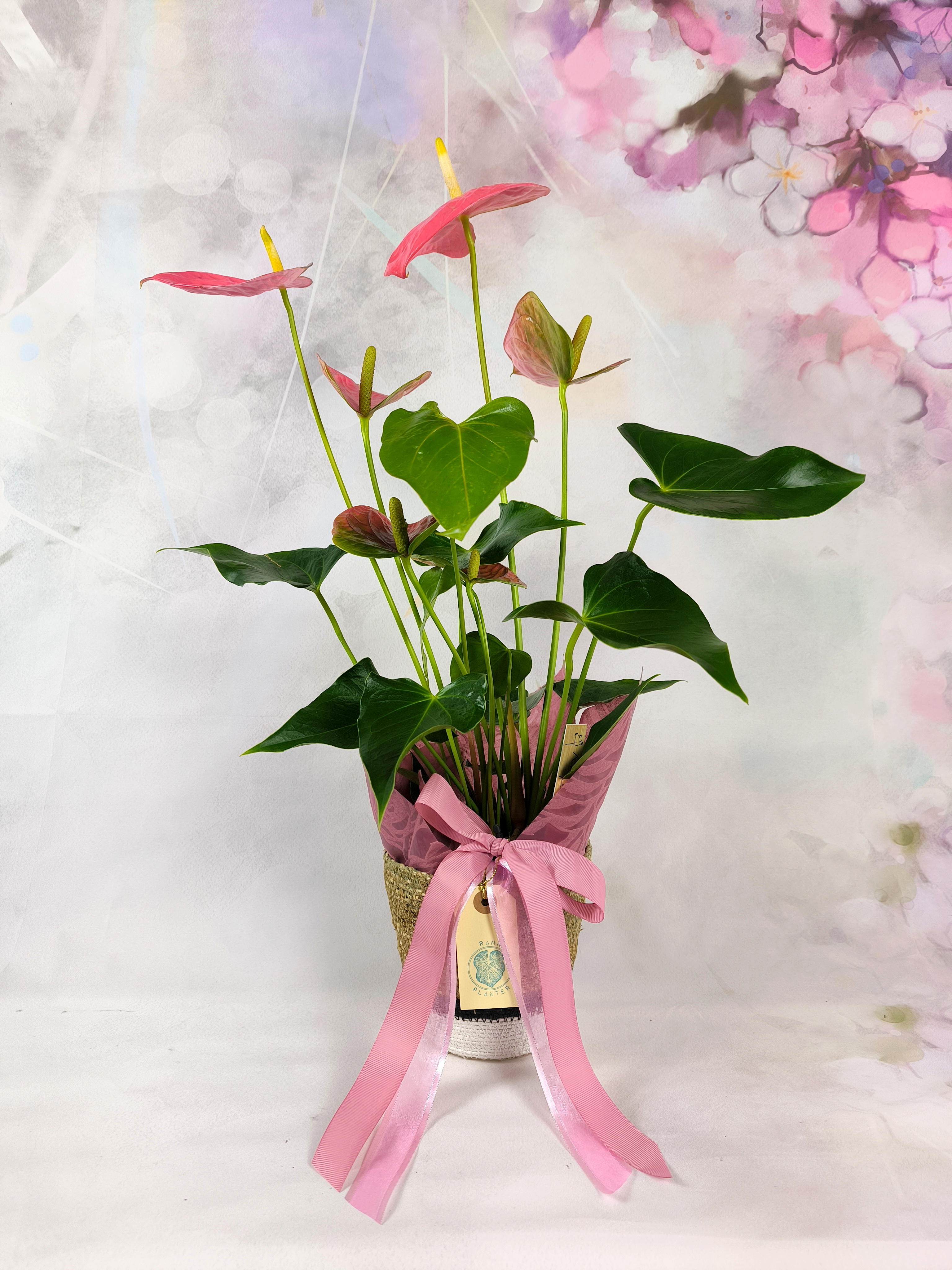 Anthurium Pink