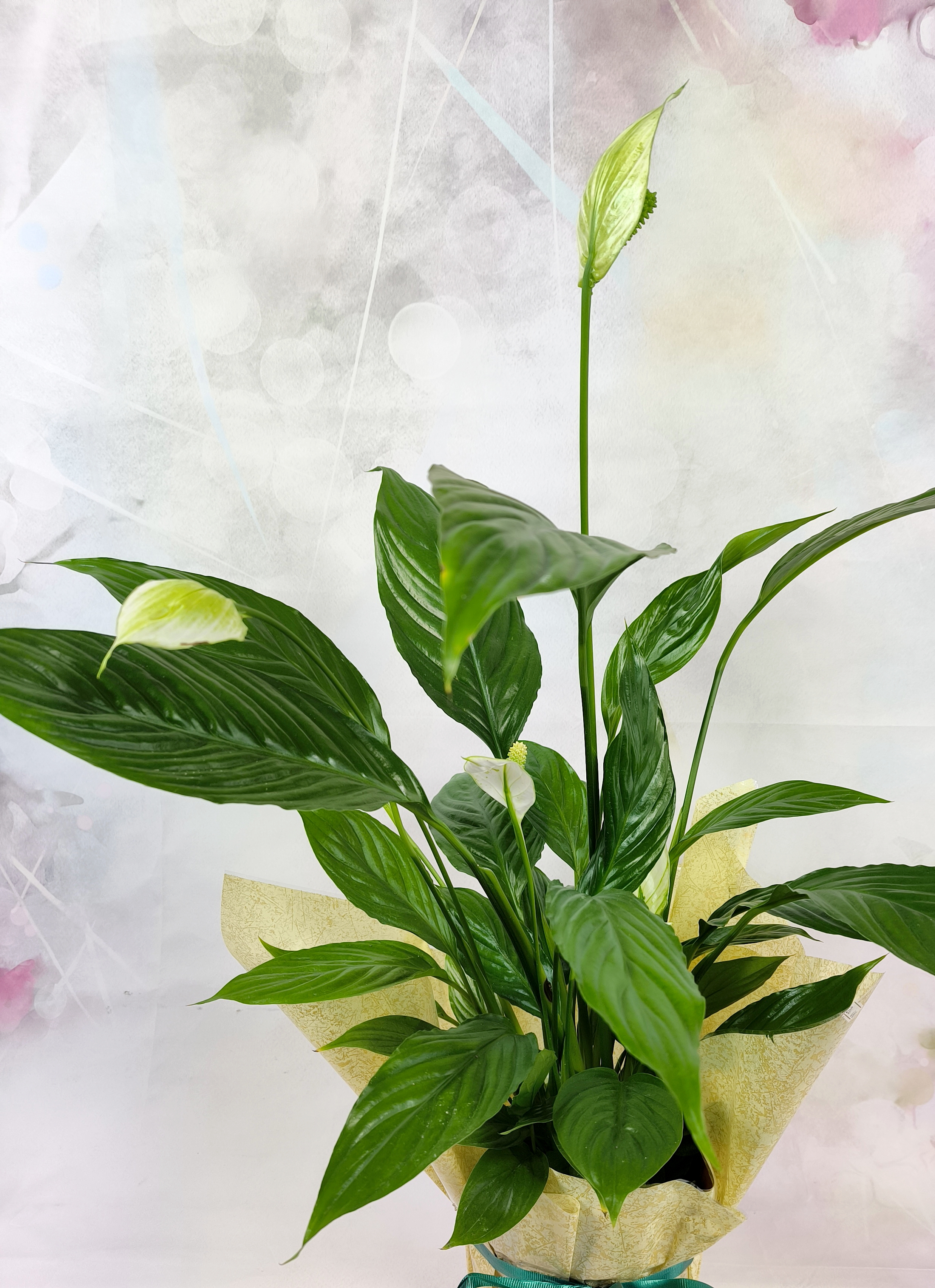 Peace Lily ( Spathiphyllum )