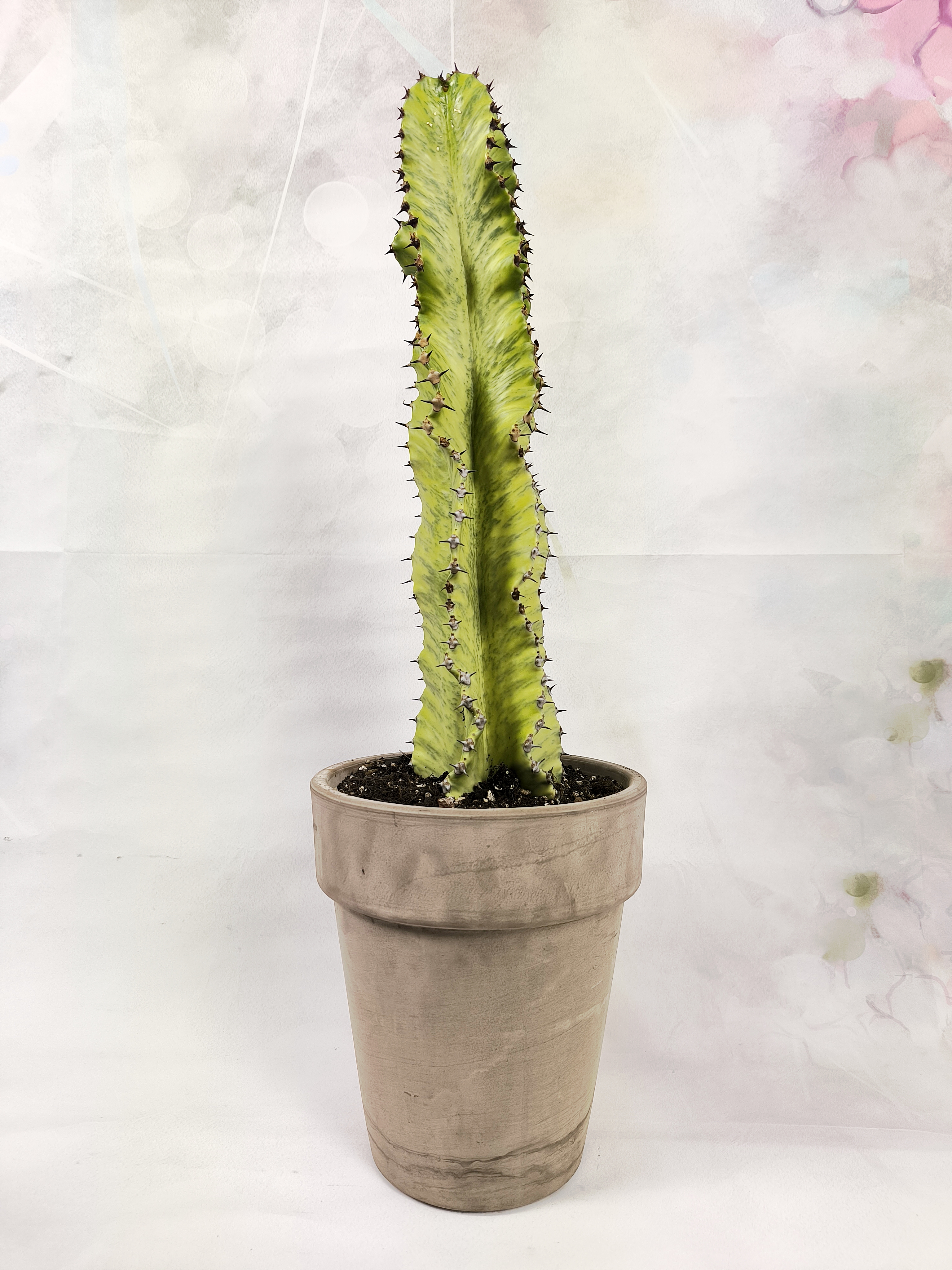 ‌Cactus Euphorbia Marmorata ( Cowboy Cactus)