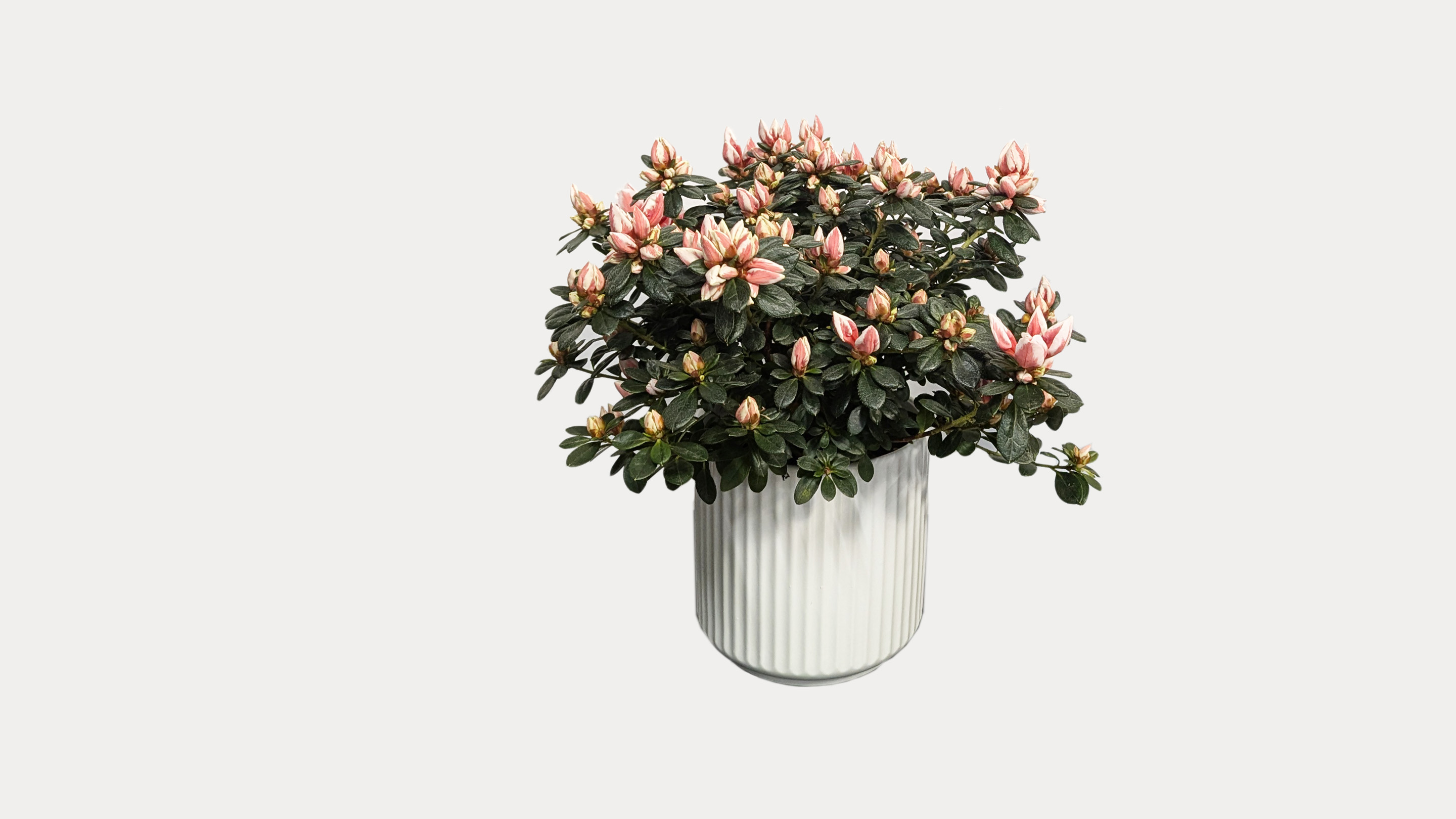 Azalea In Ceramic Pot