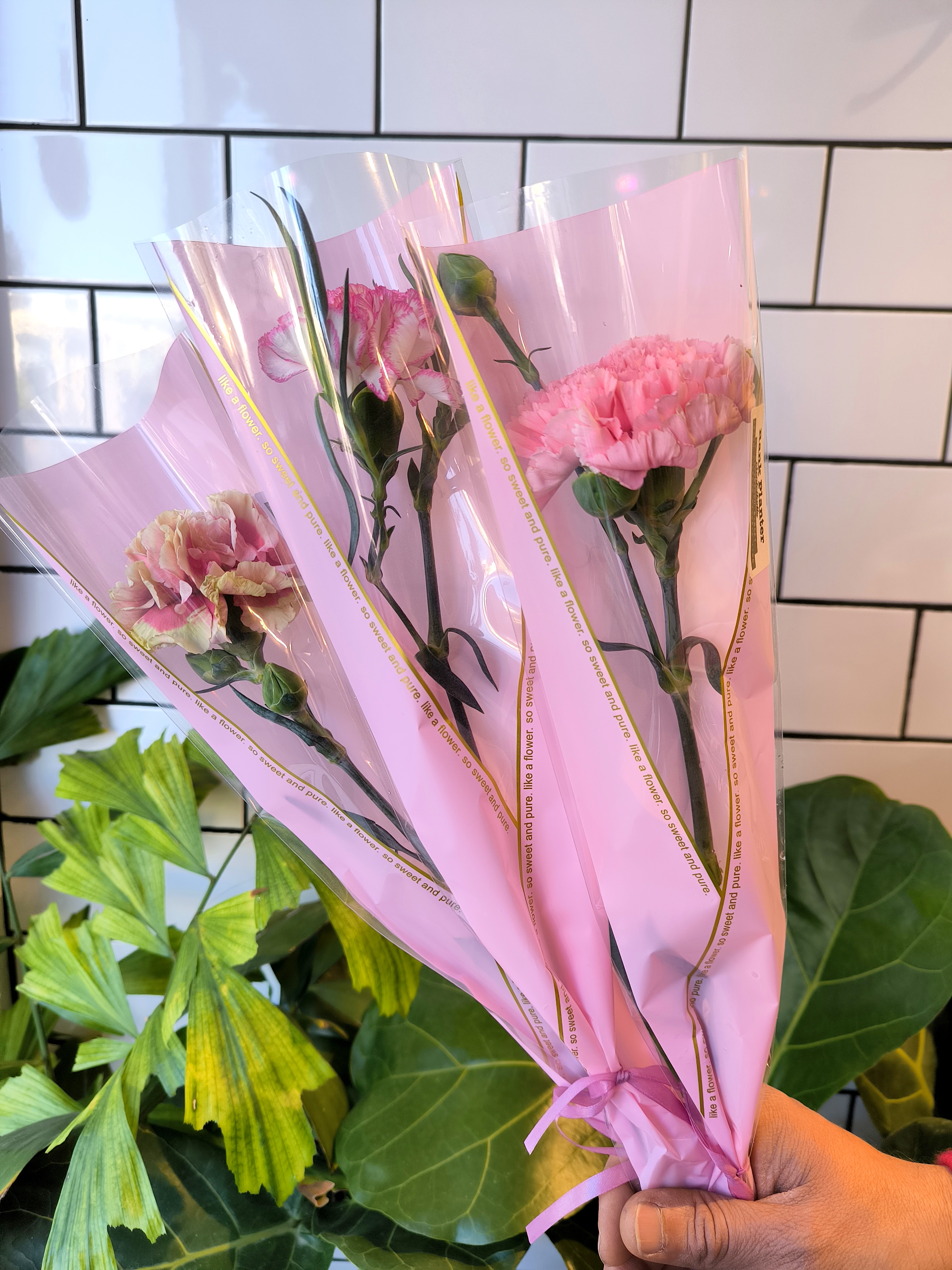 Carnation Fresh Flowers