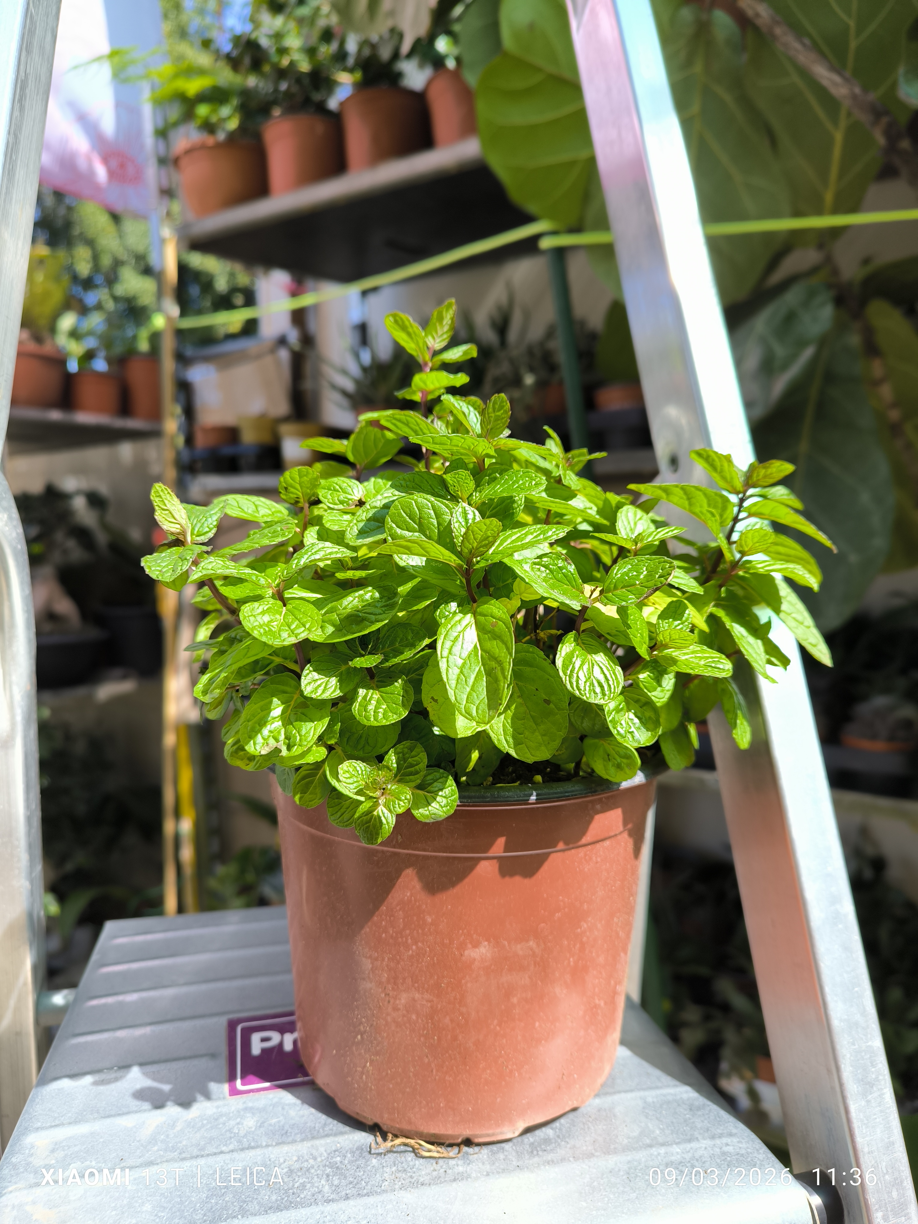 Aromatiko Mint (Μέντα)