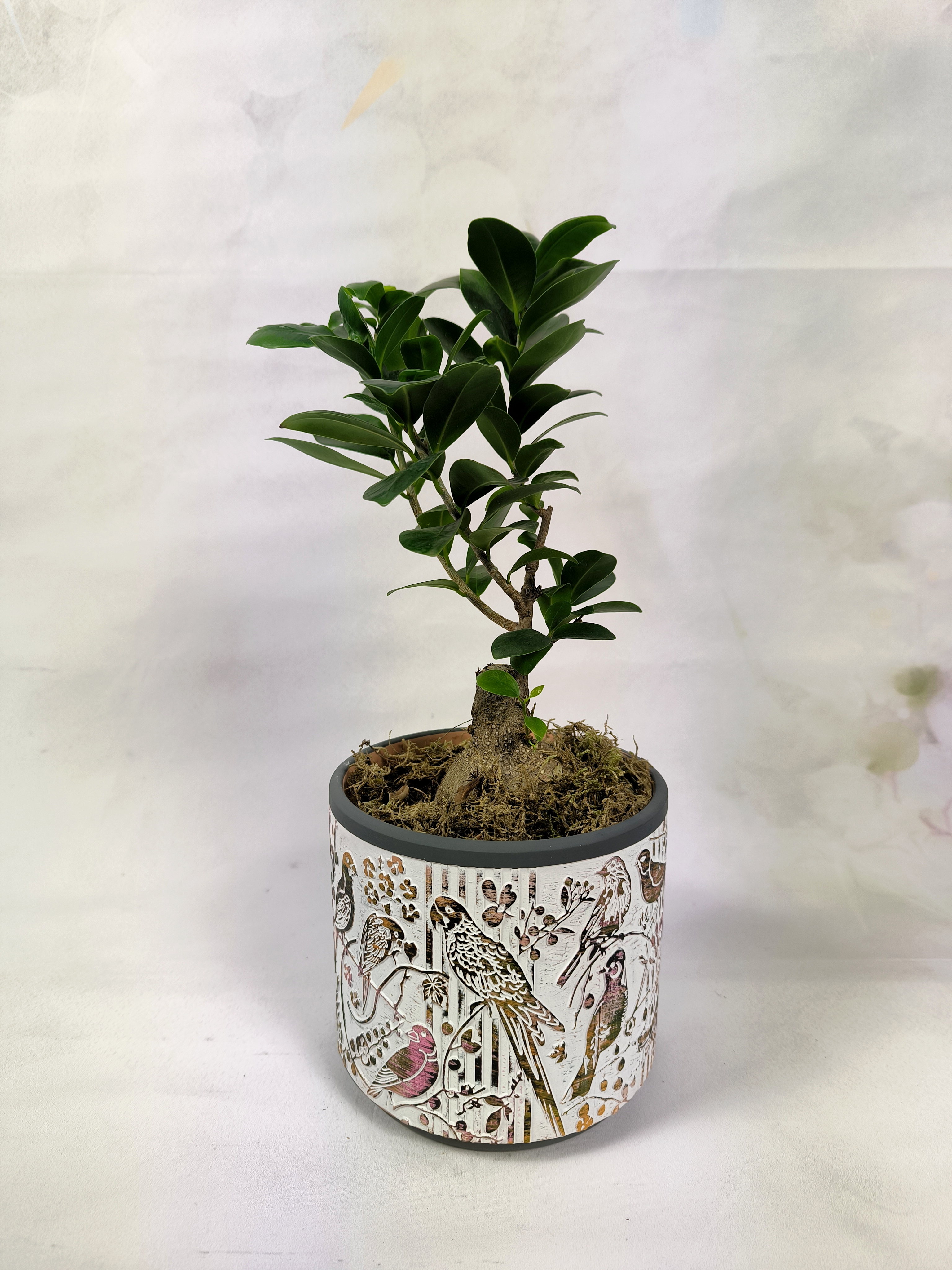 Ginseg Ficus Bonsai style Plant with Ceramic pot