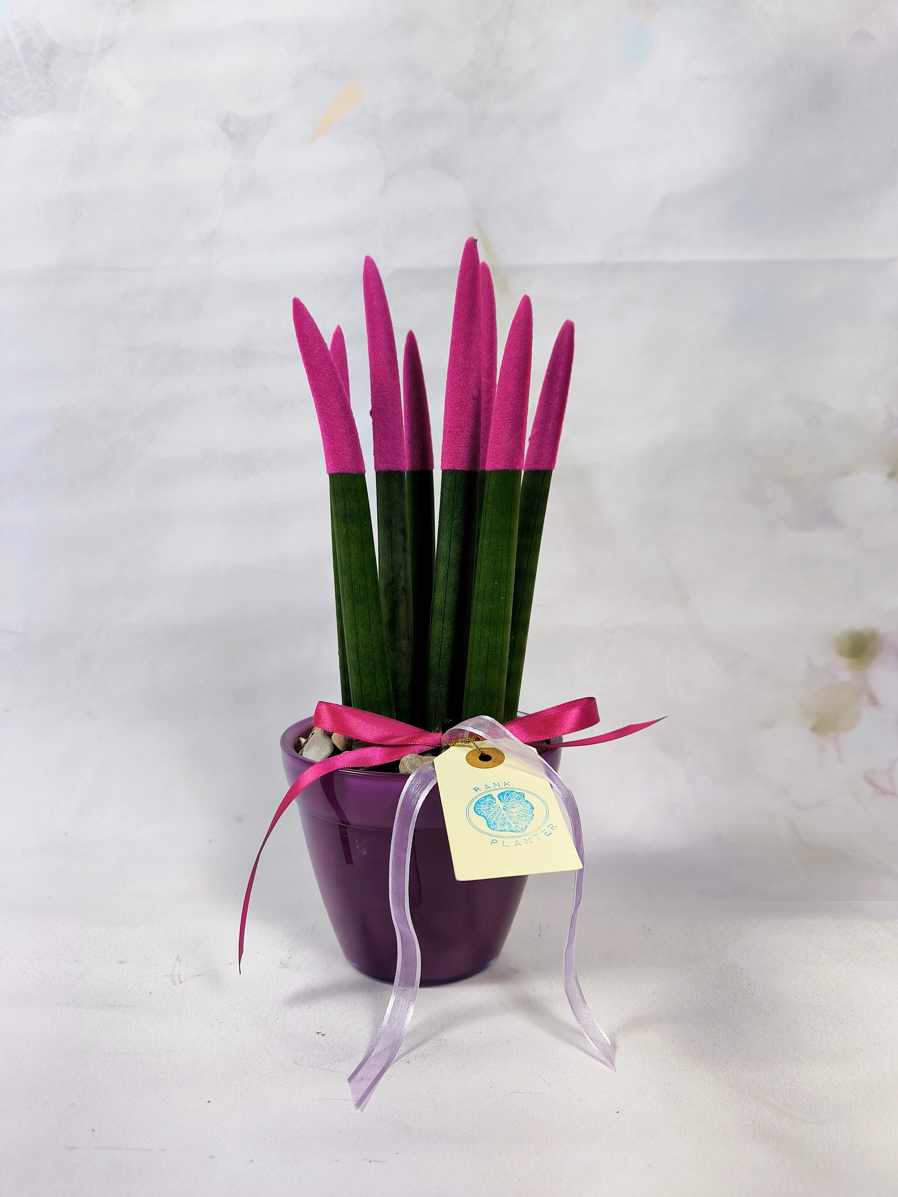 Sanseveria Cylindrica ( Cylindrica Snake Plant or African Spear )