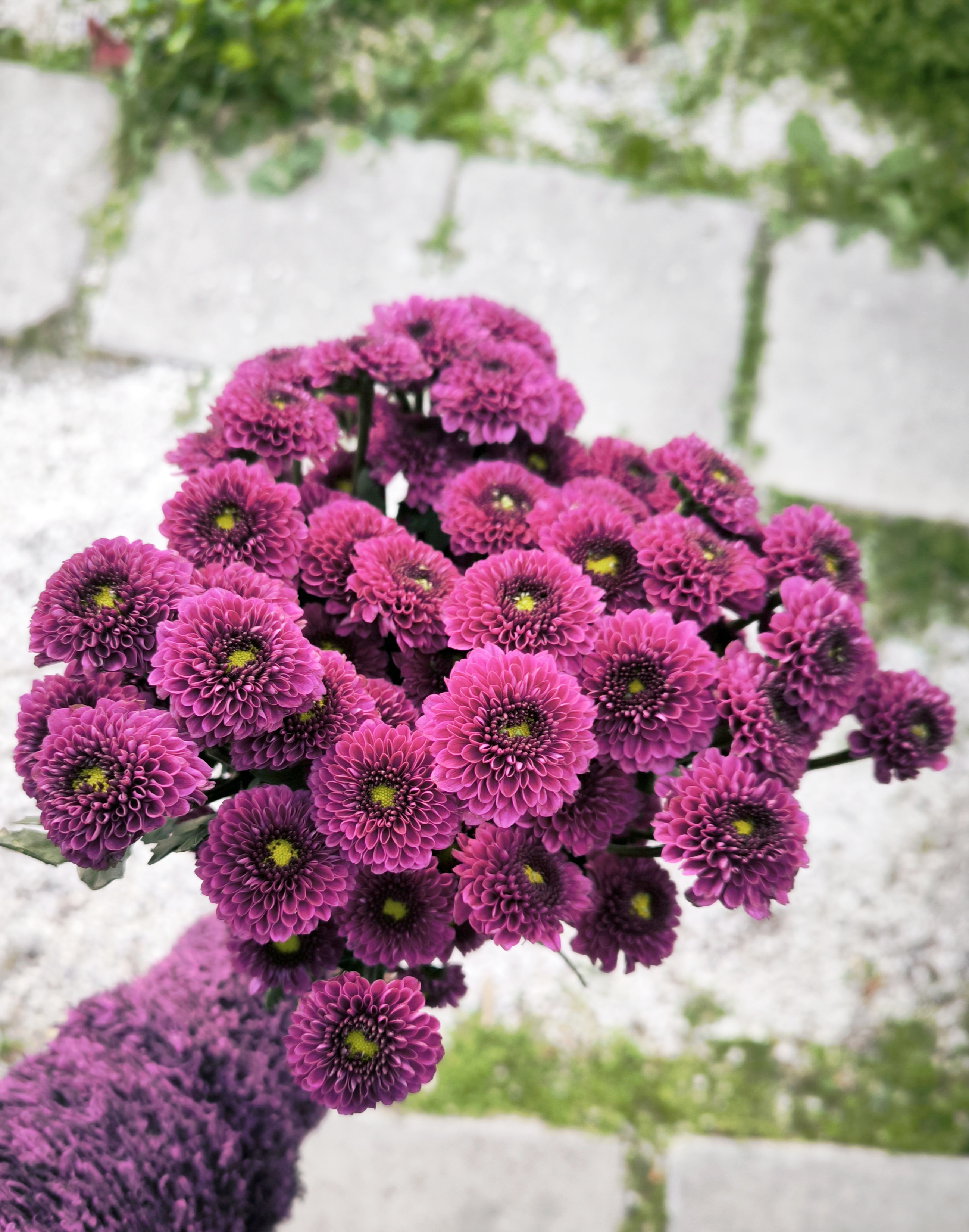 Pompom Chrysanthemum Dark Violet