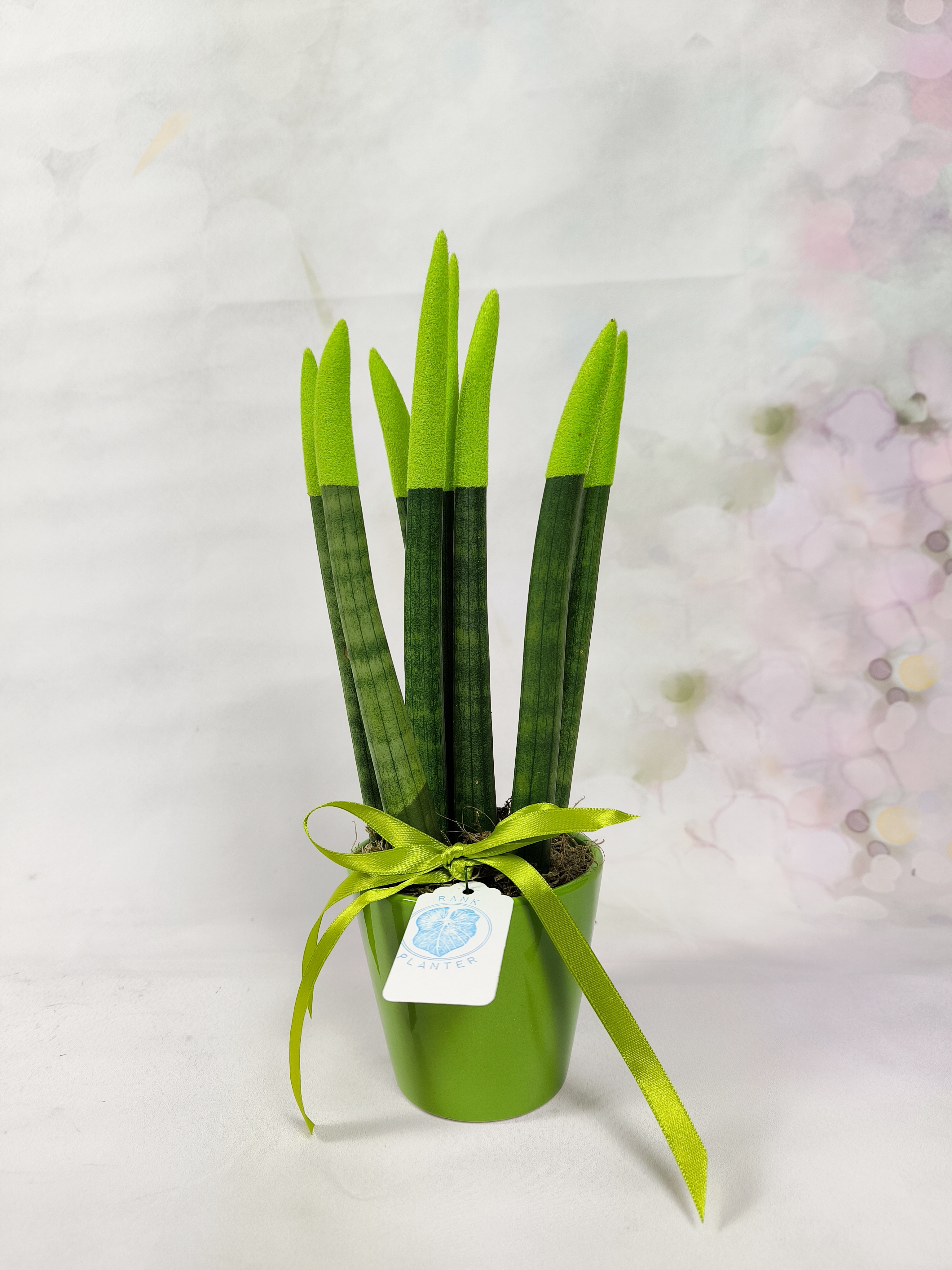 Sanseveria Cylindrica ( Cylindrica Snake Plant or African Spear )