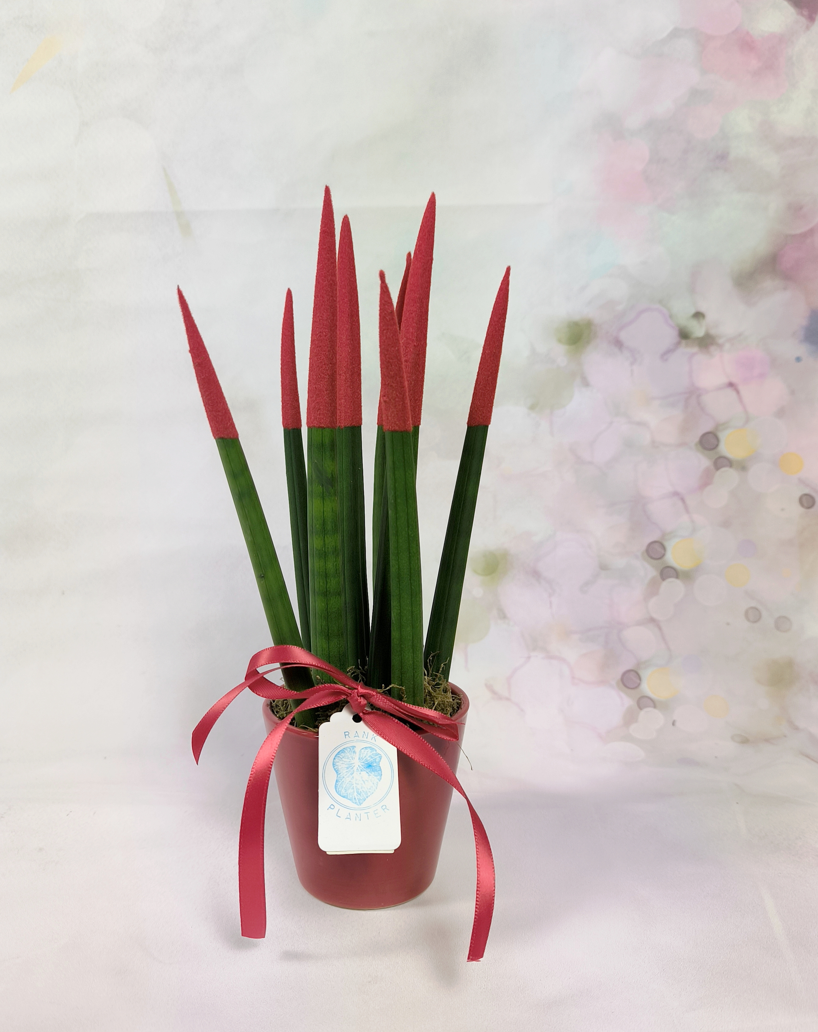 Sanseveria Cylindrica ( Cylindrica Snake Plant or African Spear )