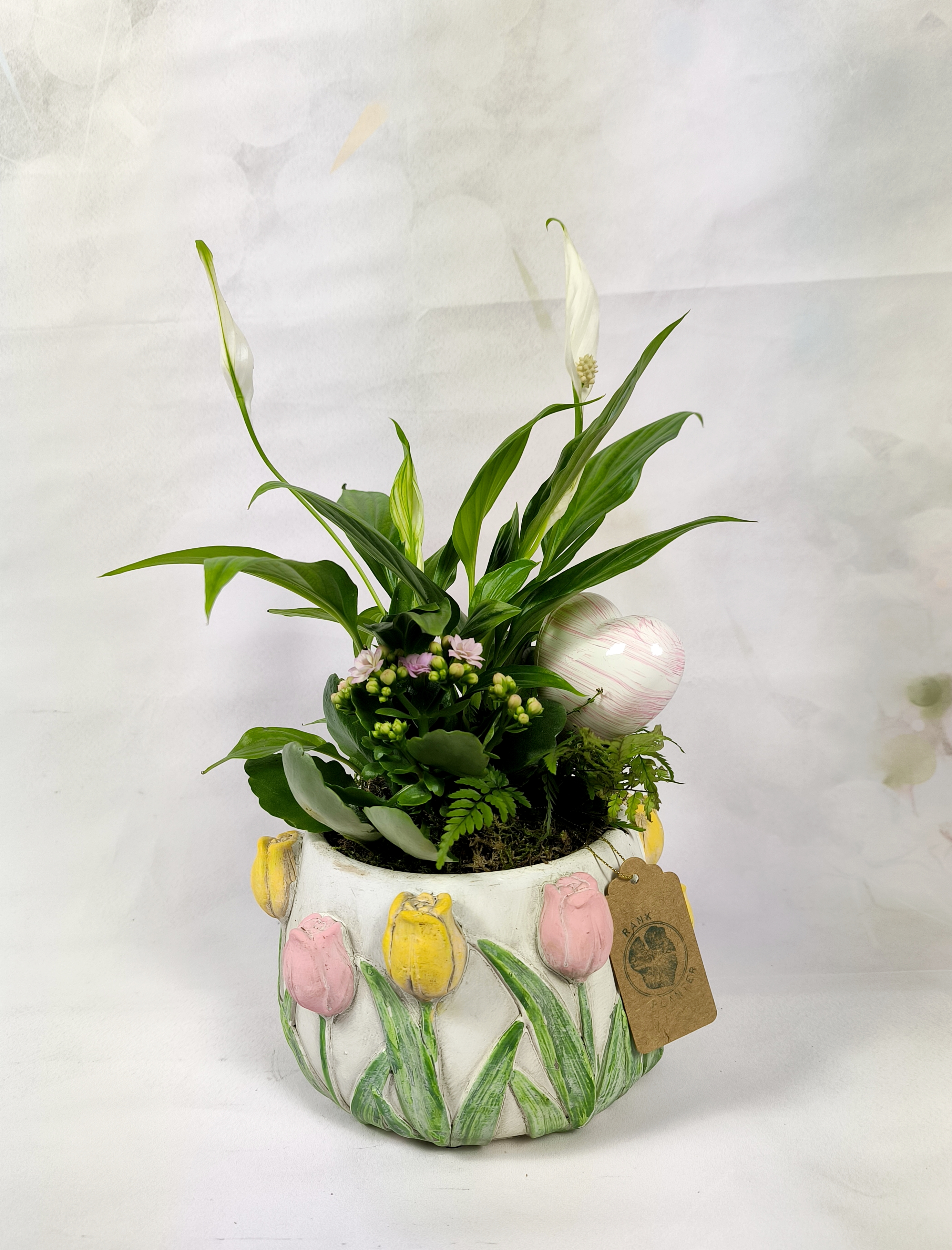 Peace Lily ( Spathiphyllum )