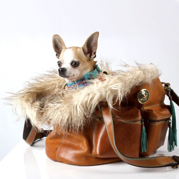 Hipster Dog Bag Blondie