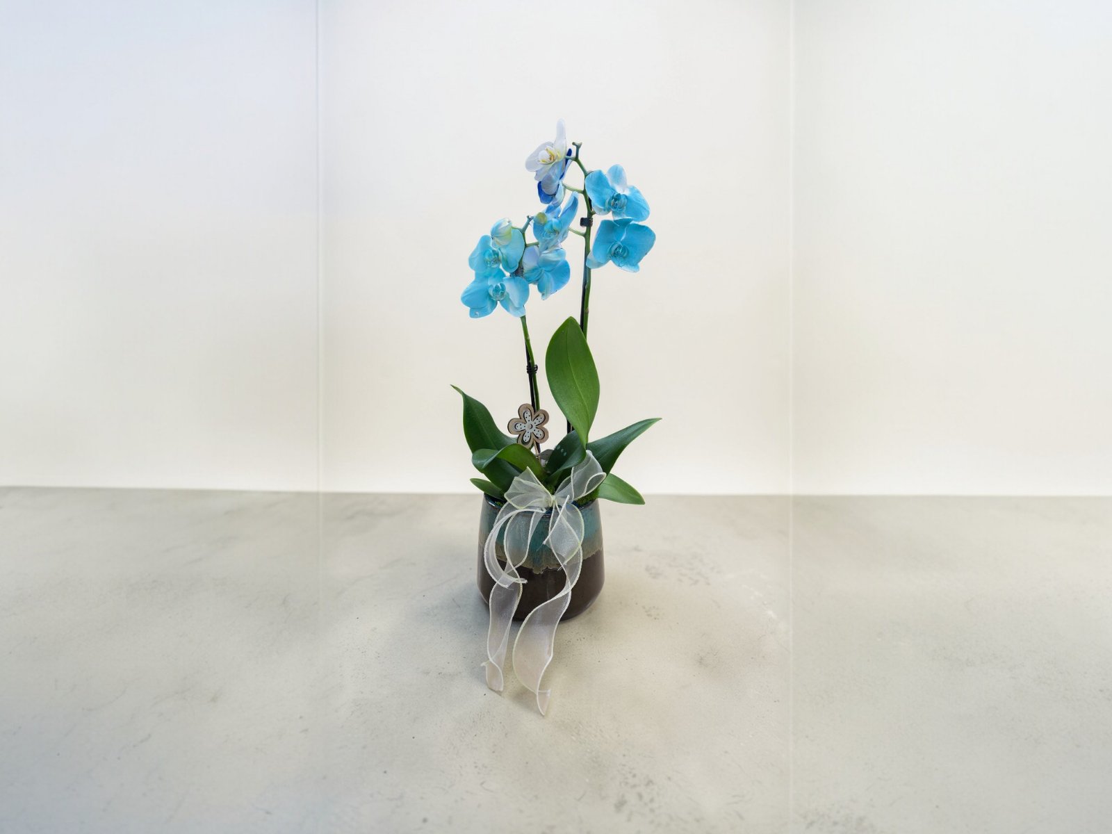 Orchid in ceramic pot SKY BLUE