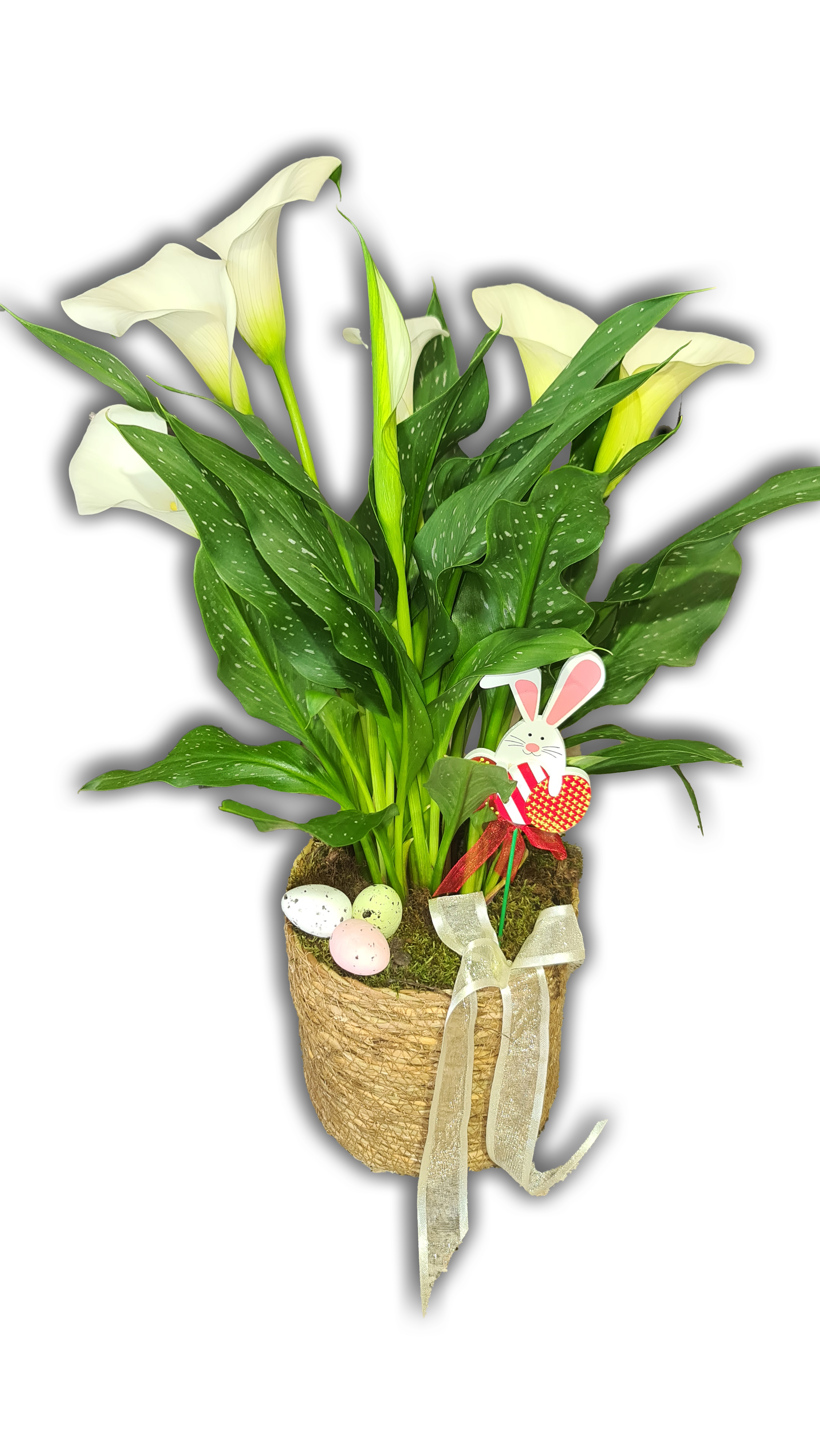 Calla Lily in a Basket with stick