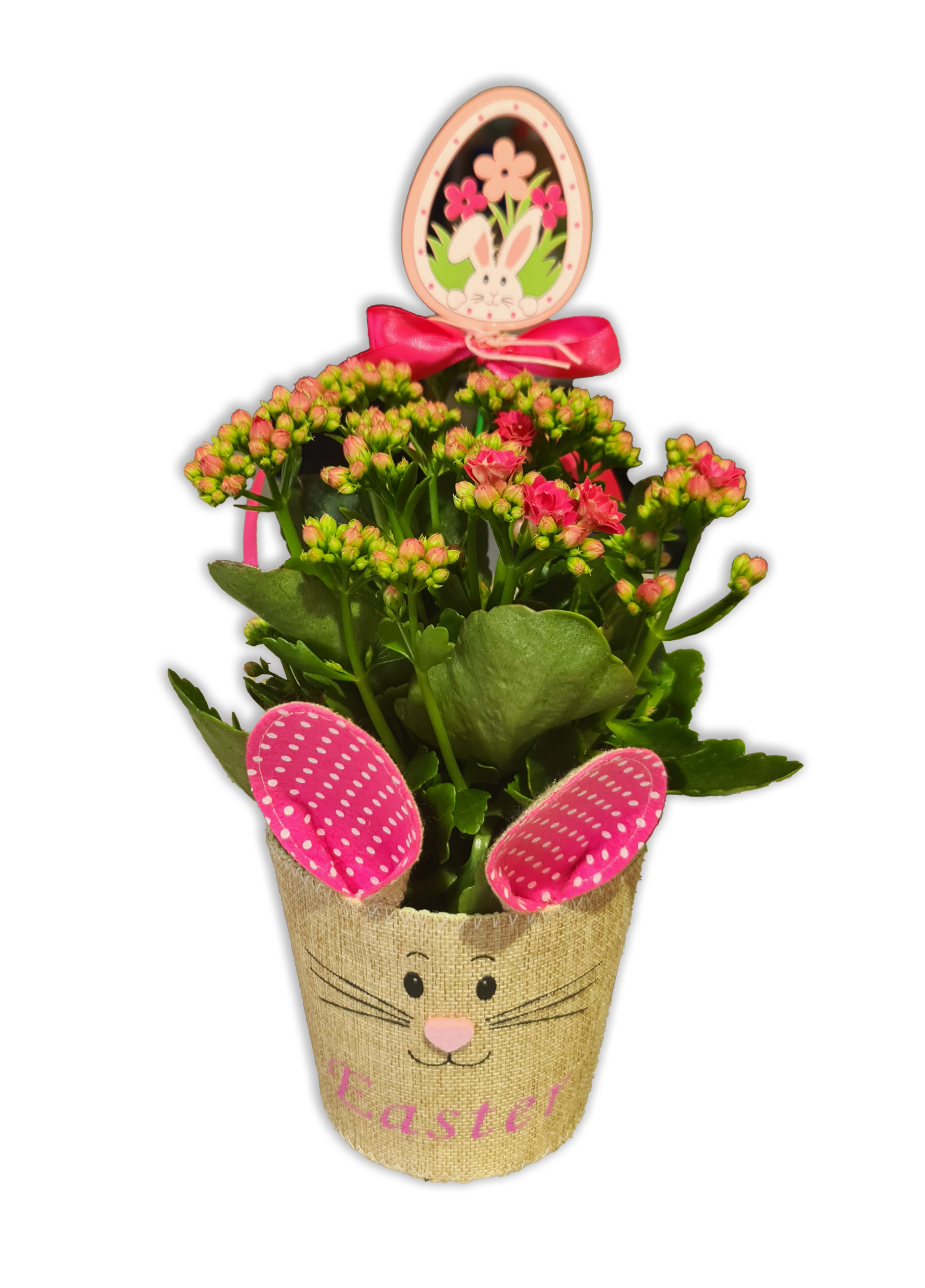 Easter Kalanchoe with stick