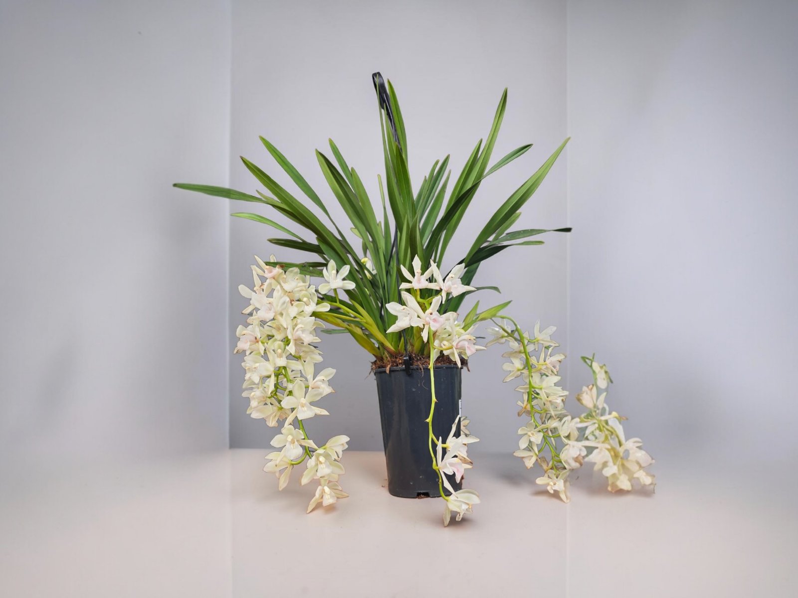 Cymbidium Hanging