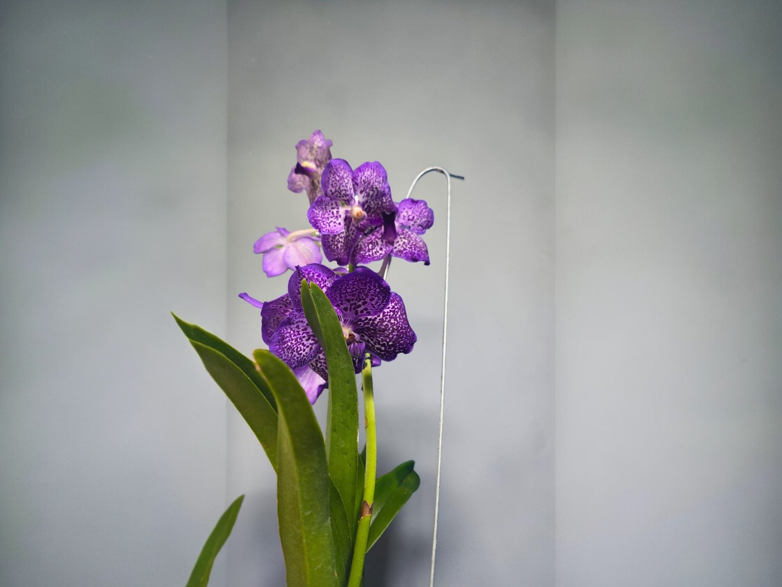 Orchid Vanda 1
