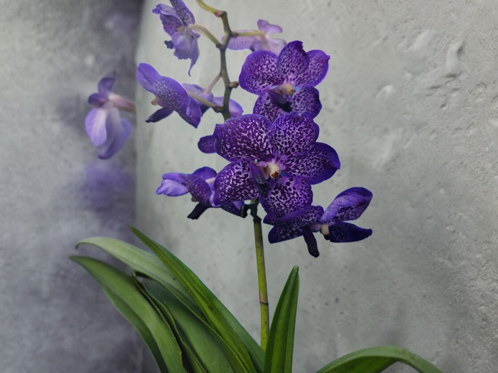 Orchid Vanda 2