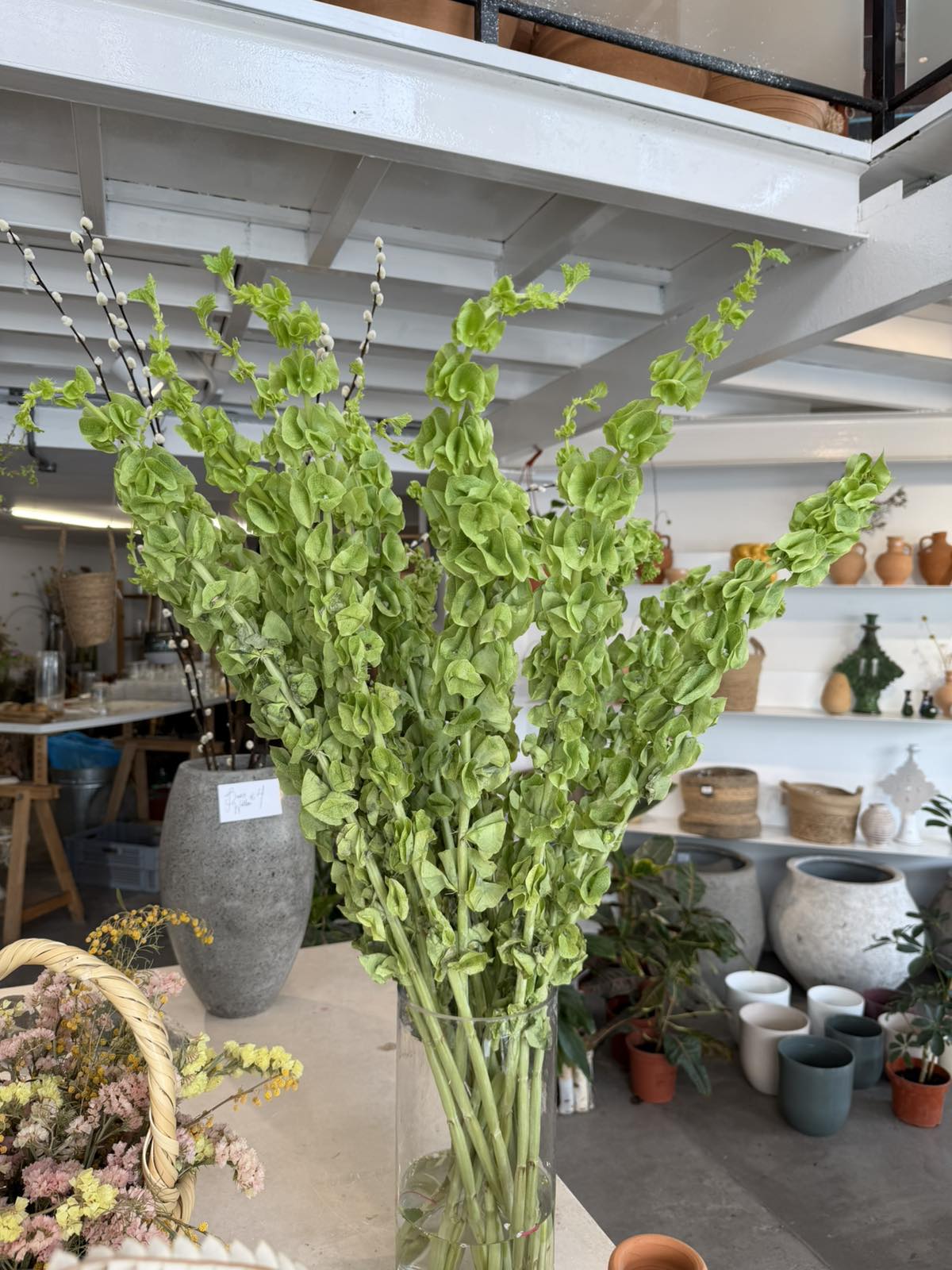 Molucella flower (Per stem)