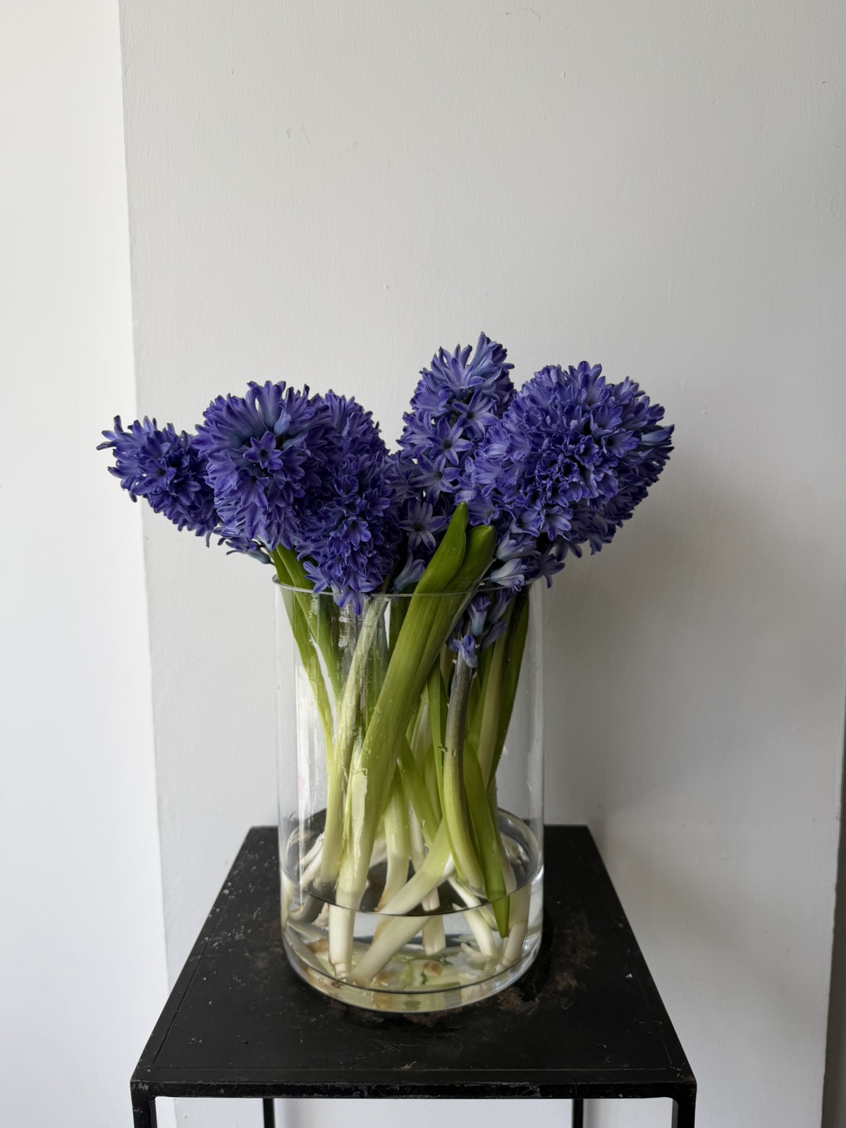 Hyacinth - Purple - 5 stems