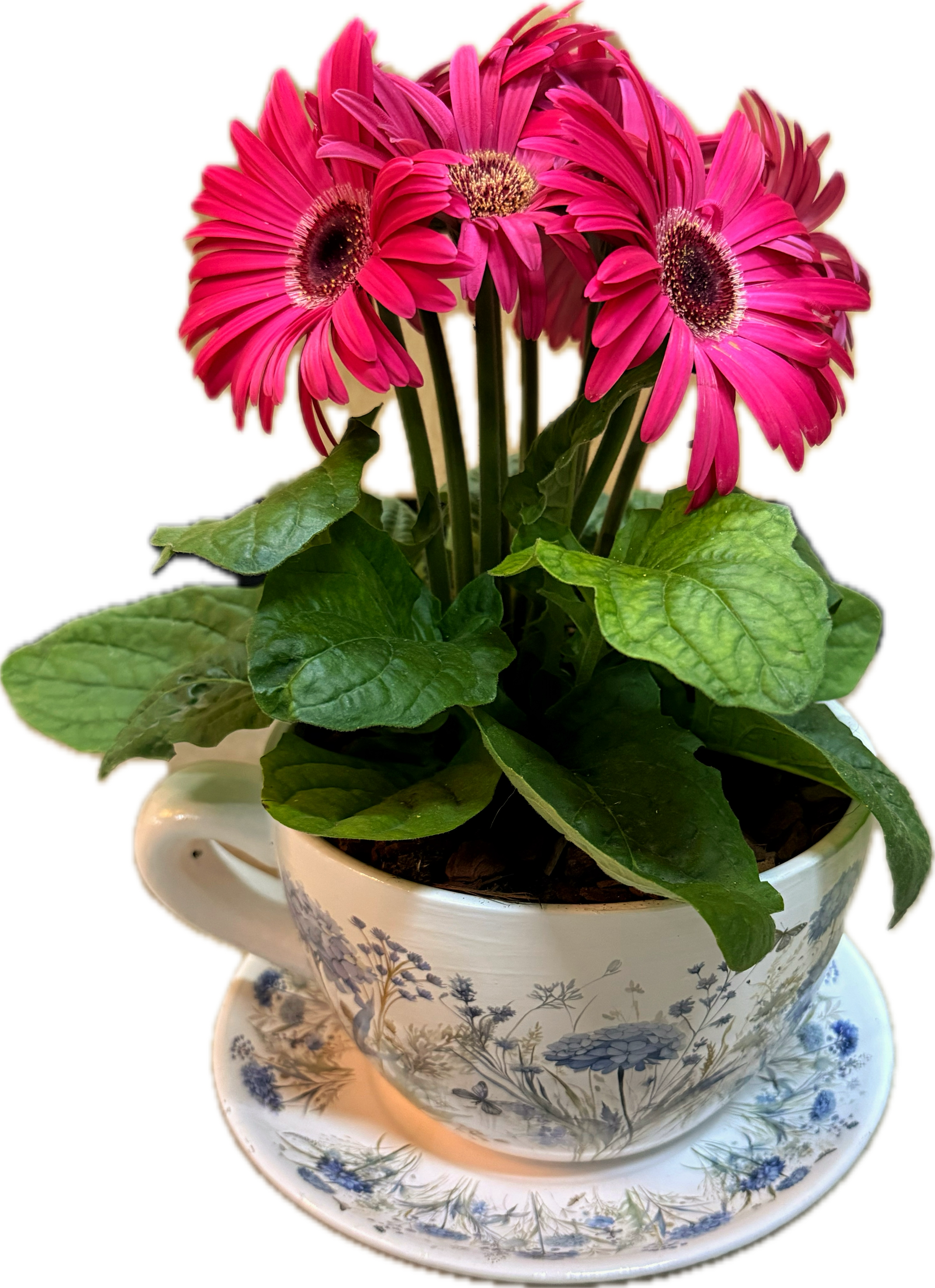 Gerbera in mug pot
