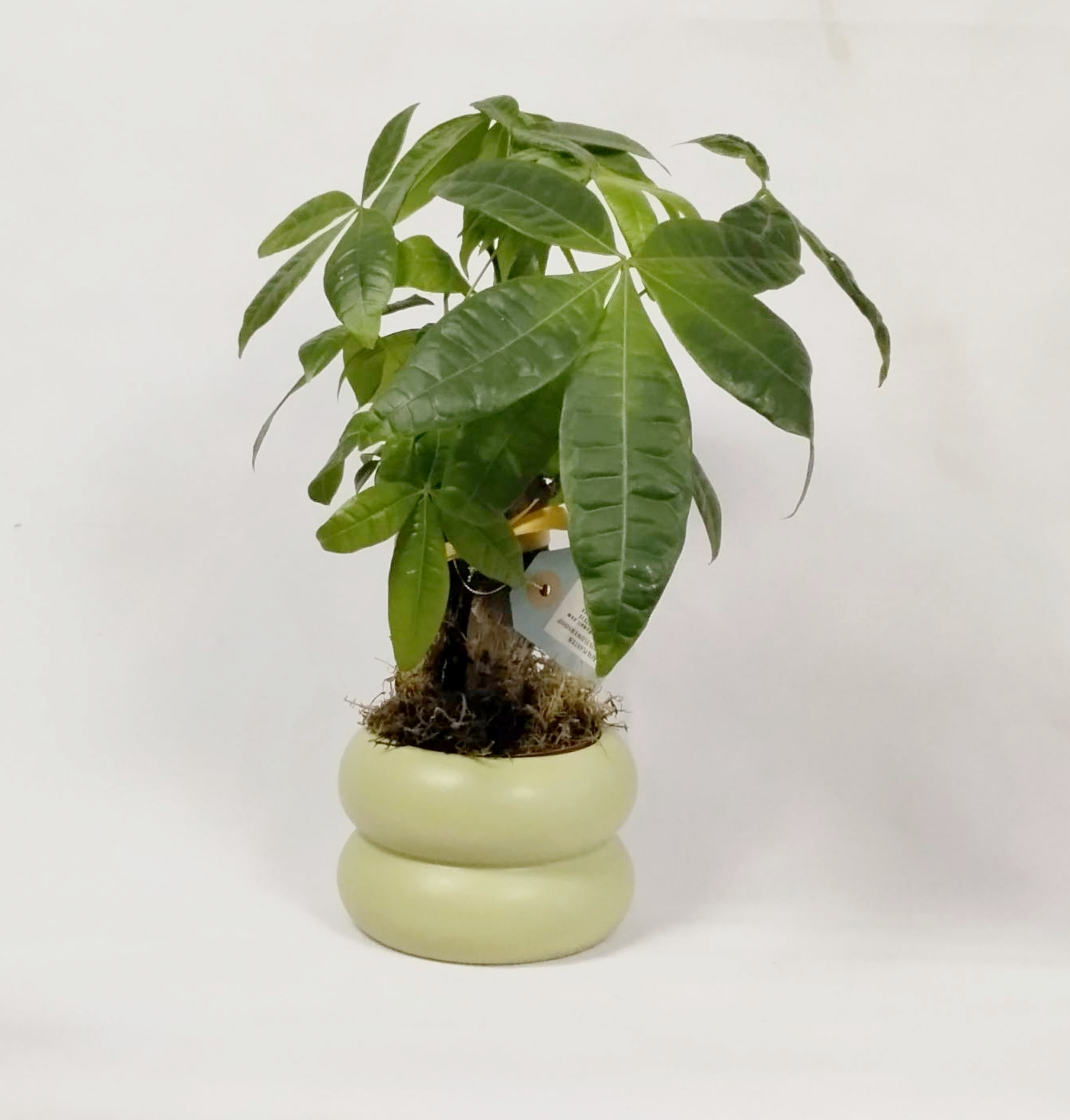 Money Tree arrangement