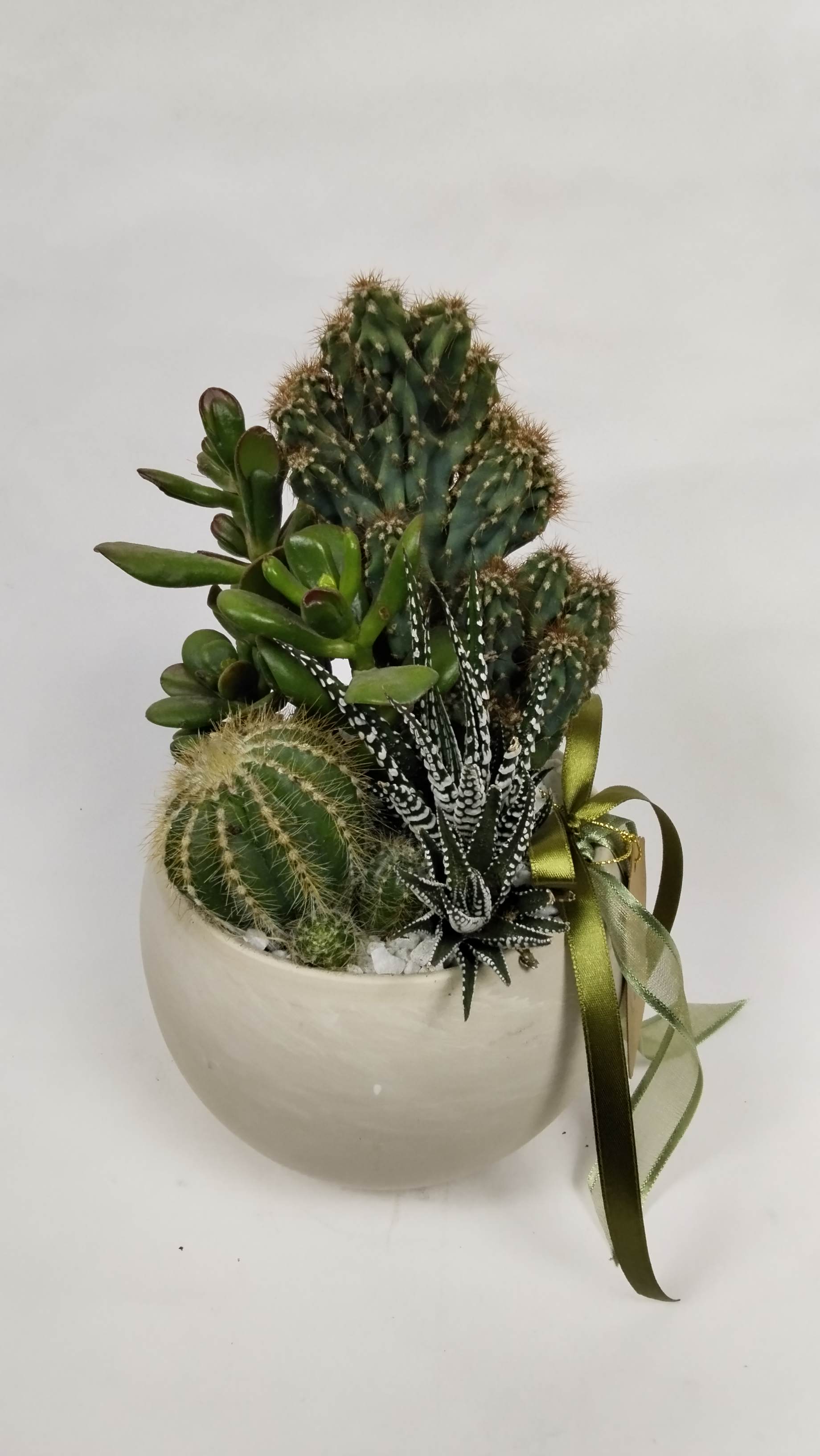 Cactus Succulent arrangement