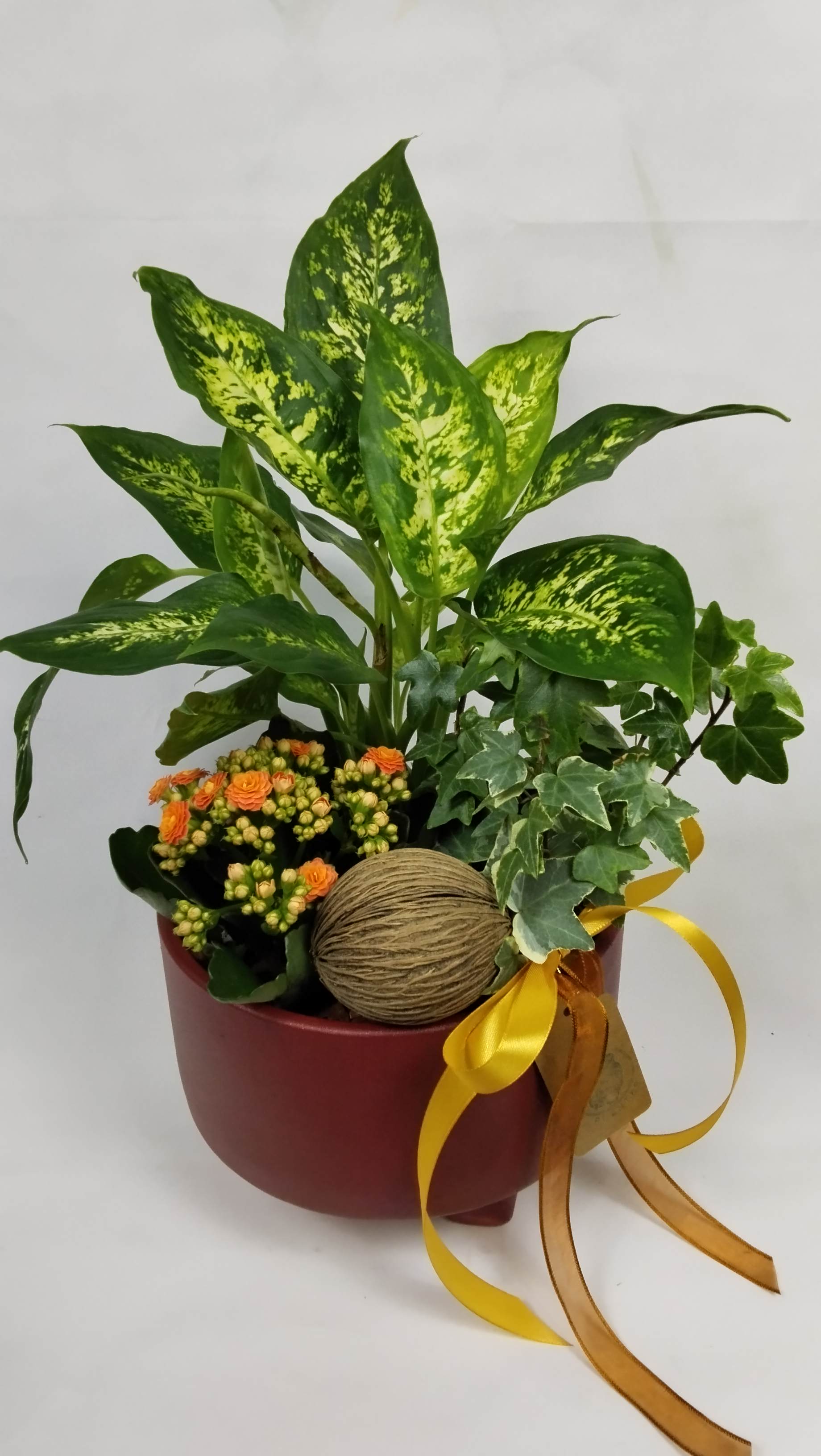 Stunning mix of Dieffenbachia, orange Kalanchoe, and English Ivy