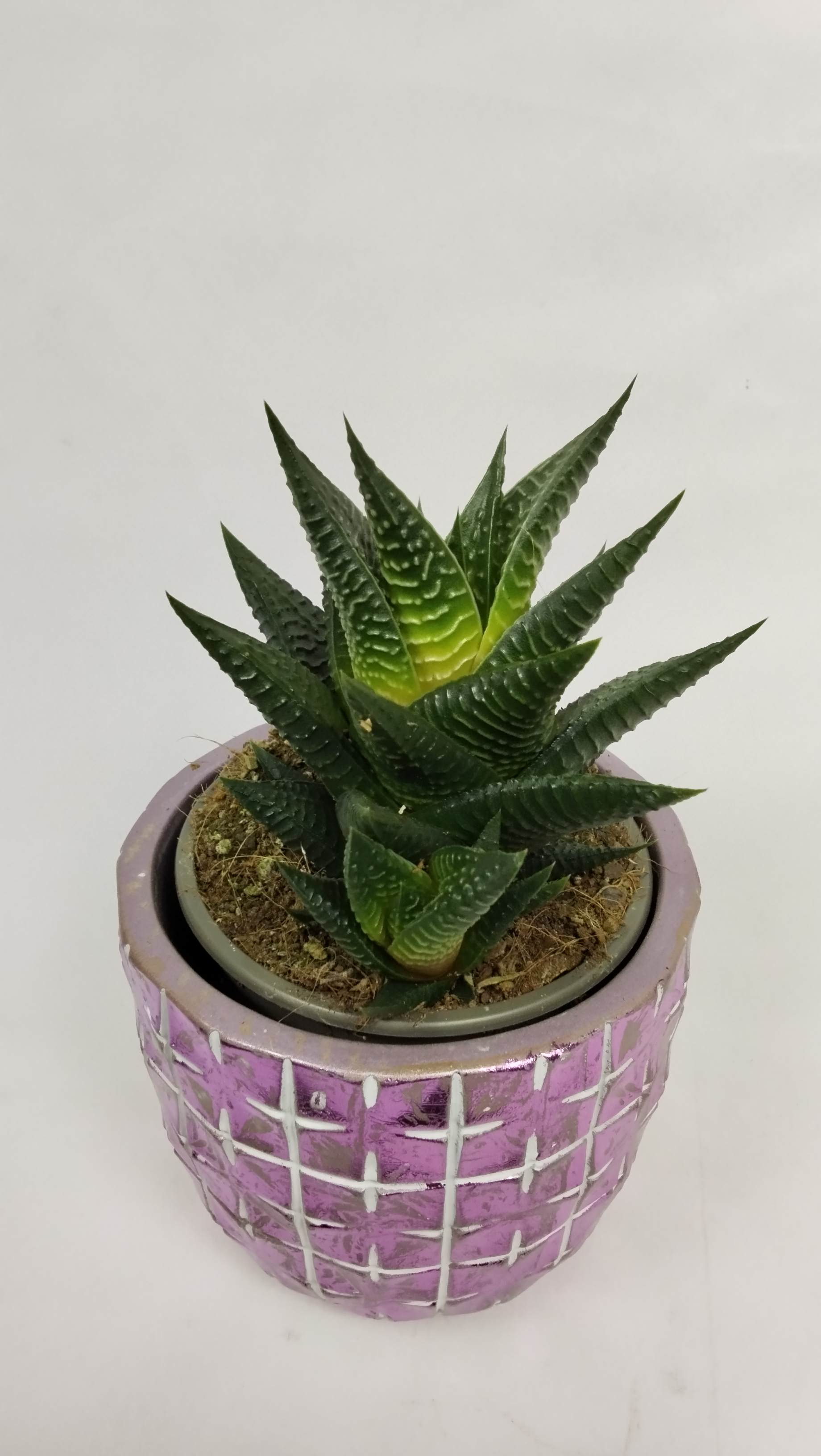 Haworthia succulent