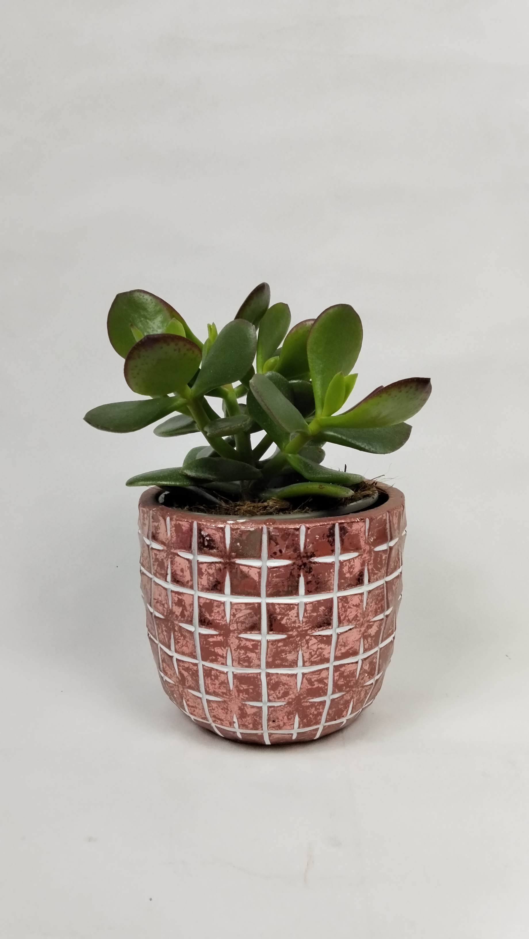 Succulent Crasula or Jade's plant