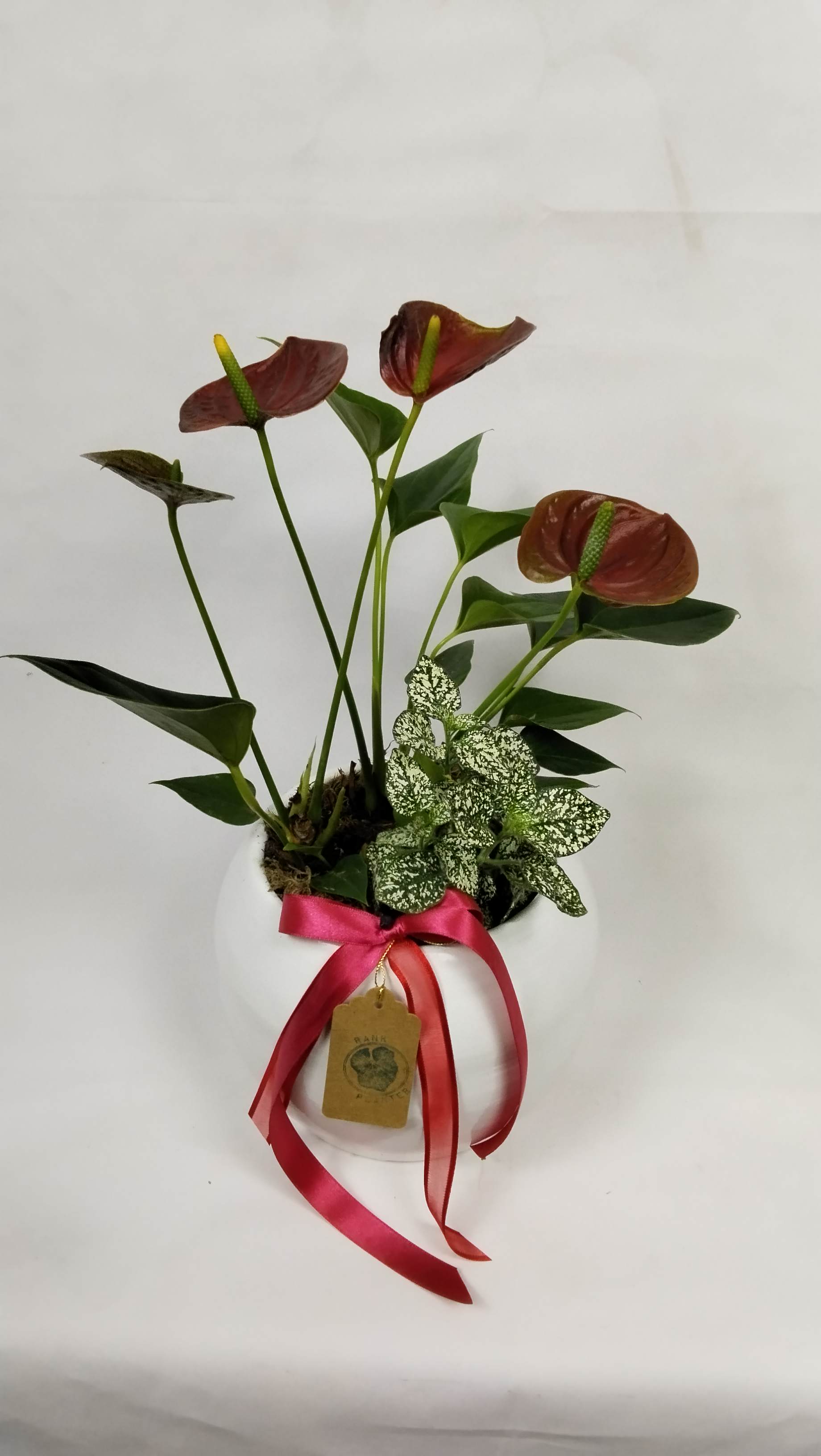 Dark Red Anthurium with Polka Dot Plant Arrangement