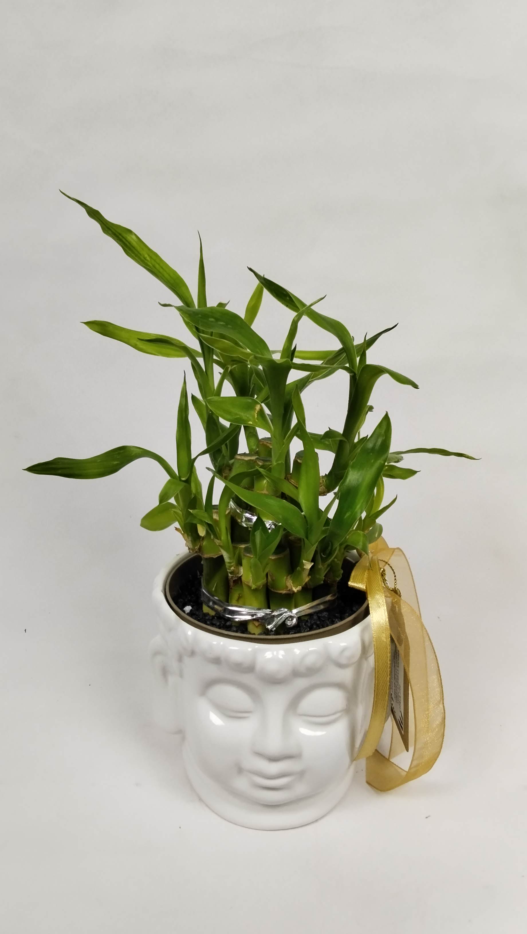 Lucky bamboo in white Ceramic Buddha head