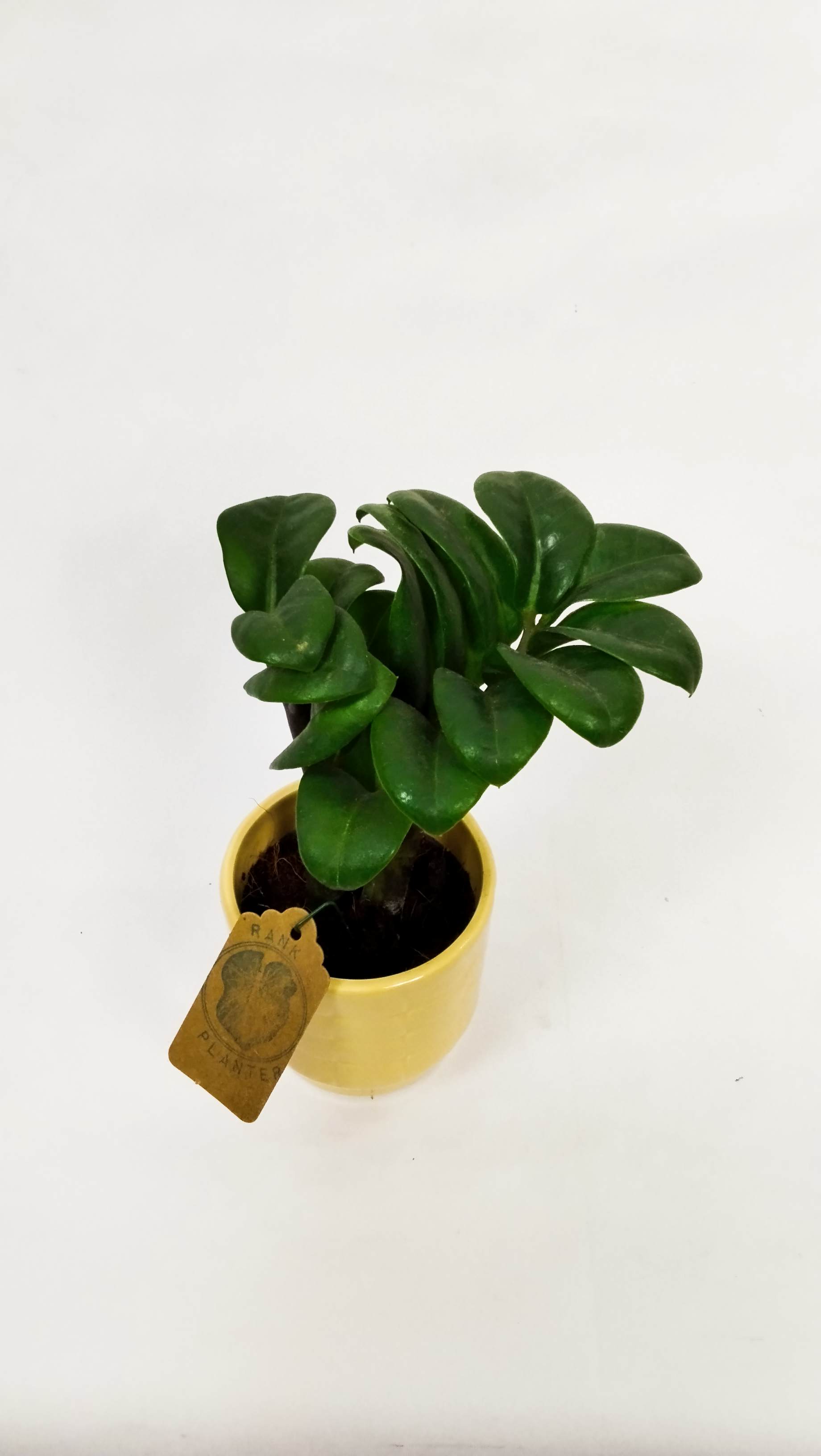 Dwarf ZZ plant a resilience plant for busy mothers