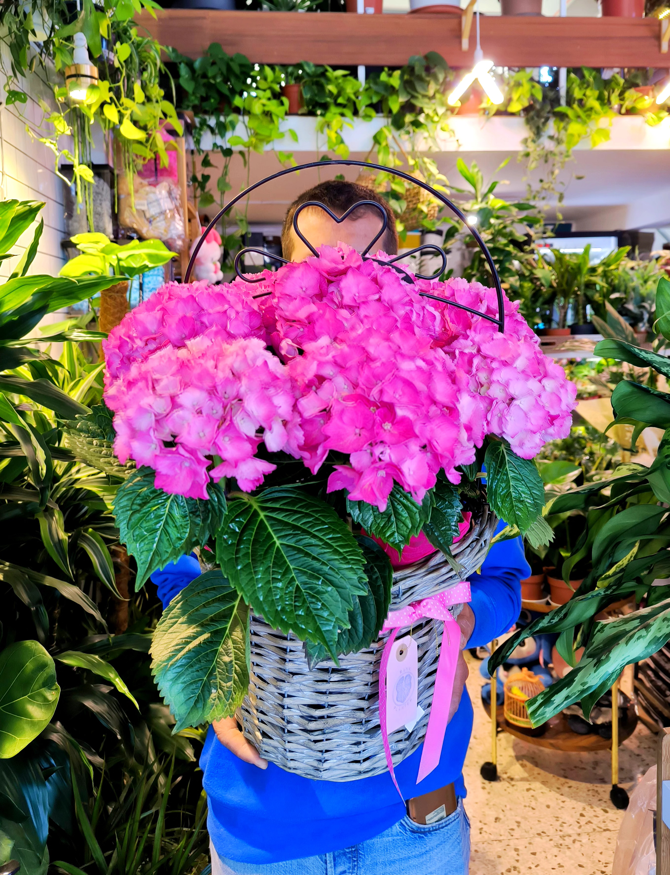 Mother Day Hydrangea